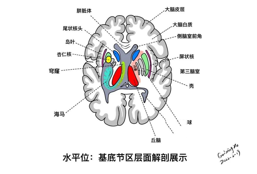 基底节区断层解剖图片