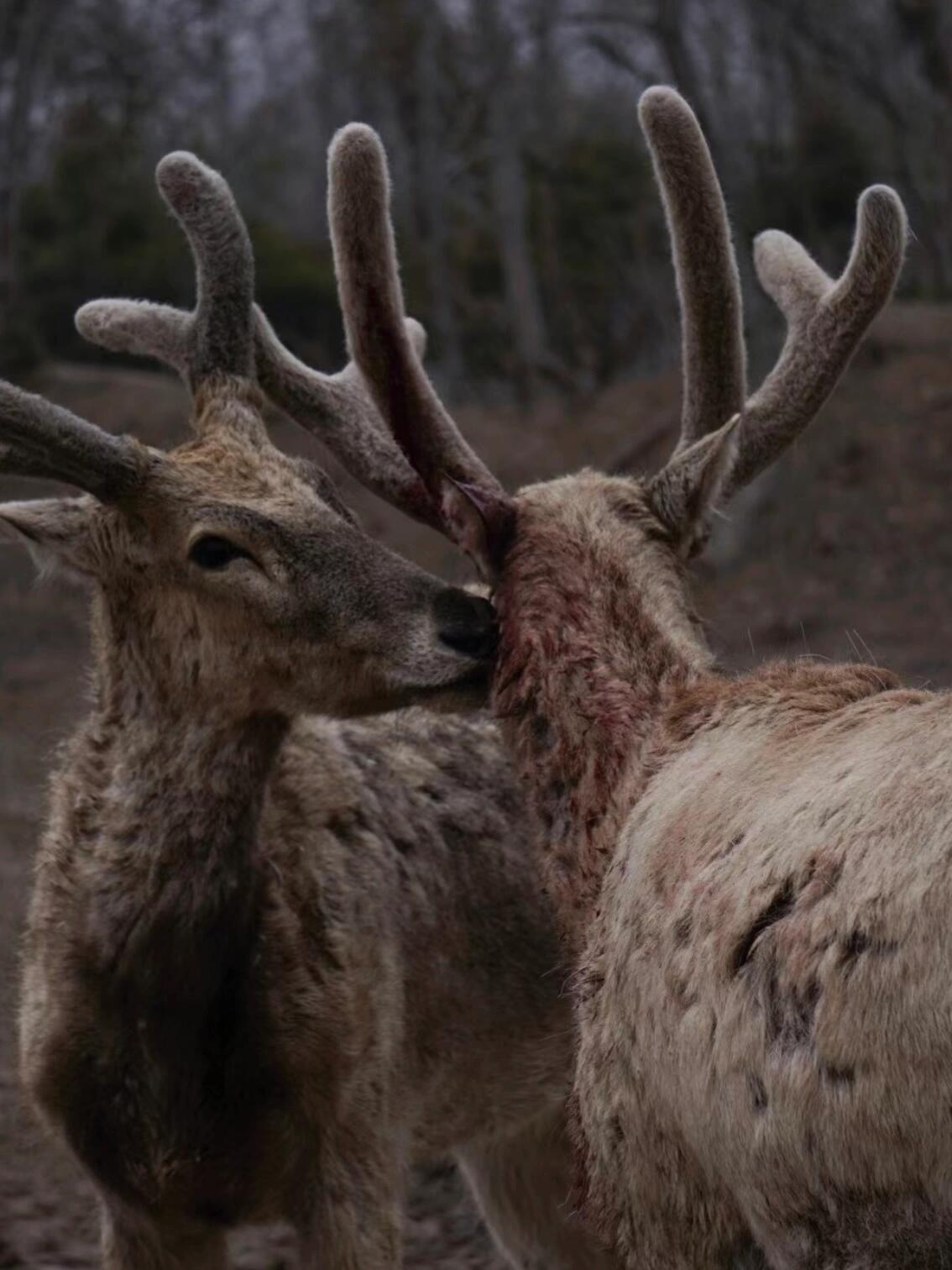 失而复得——麋鹿