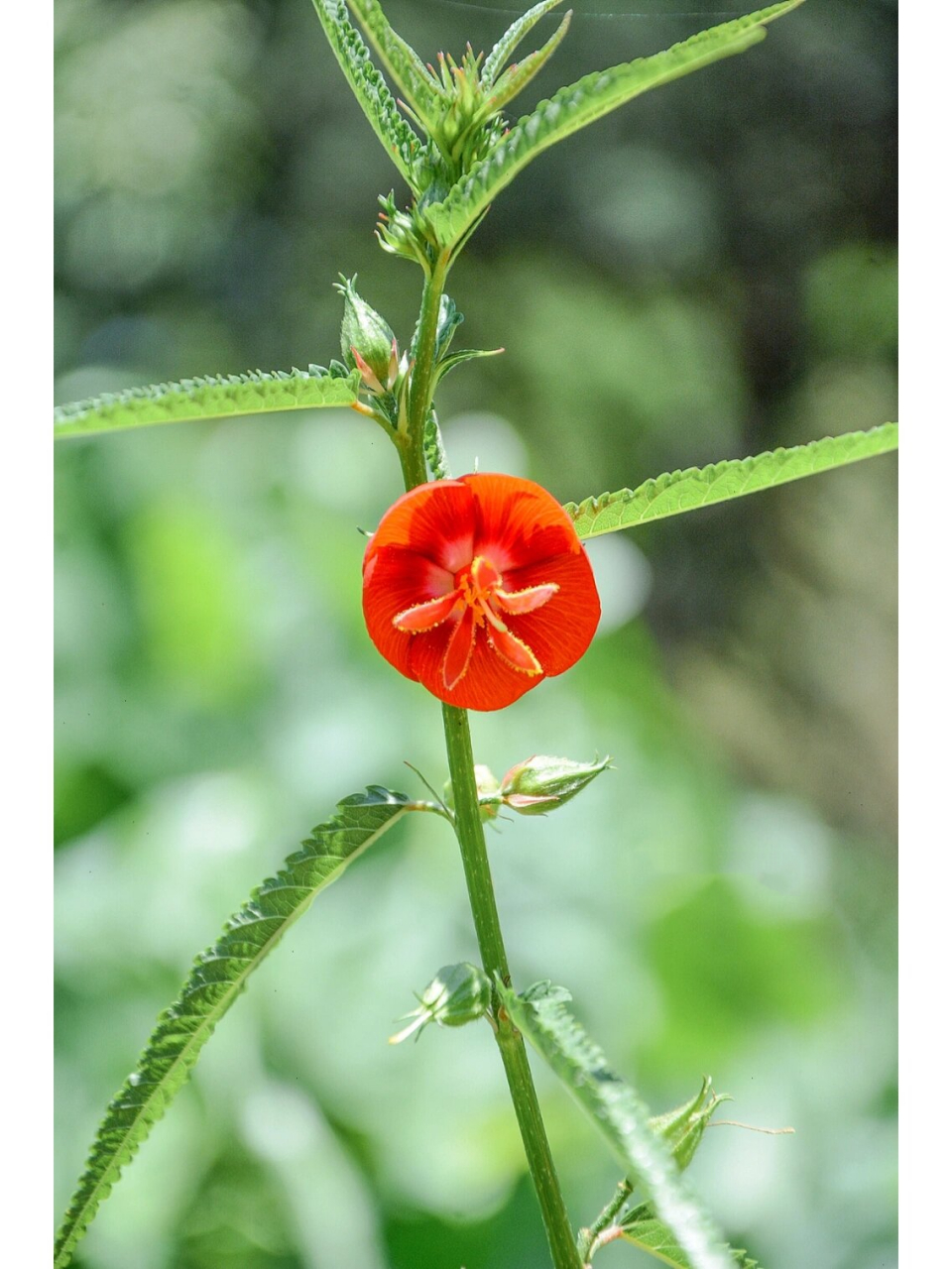 午时花 正午盛开的花 #摄影# #植物