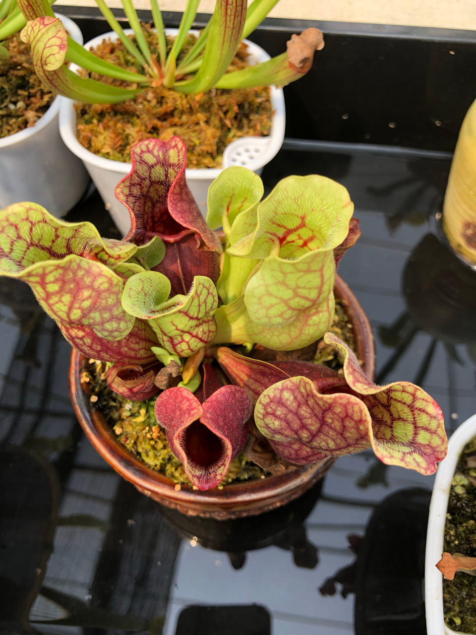 食虫植物##随手拍##植物# 紫色瓶子草 武汉萌植苑食虫植物基地出品