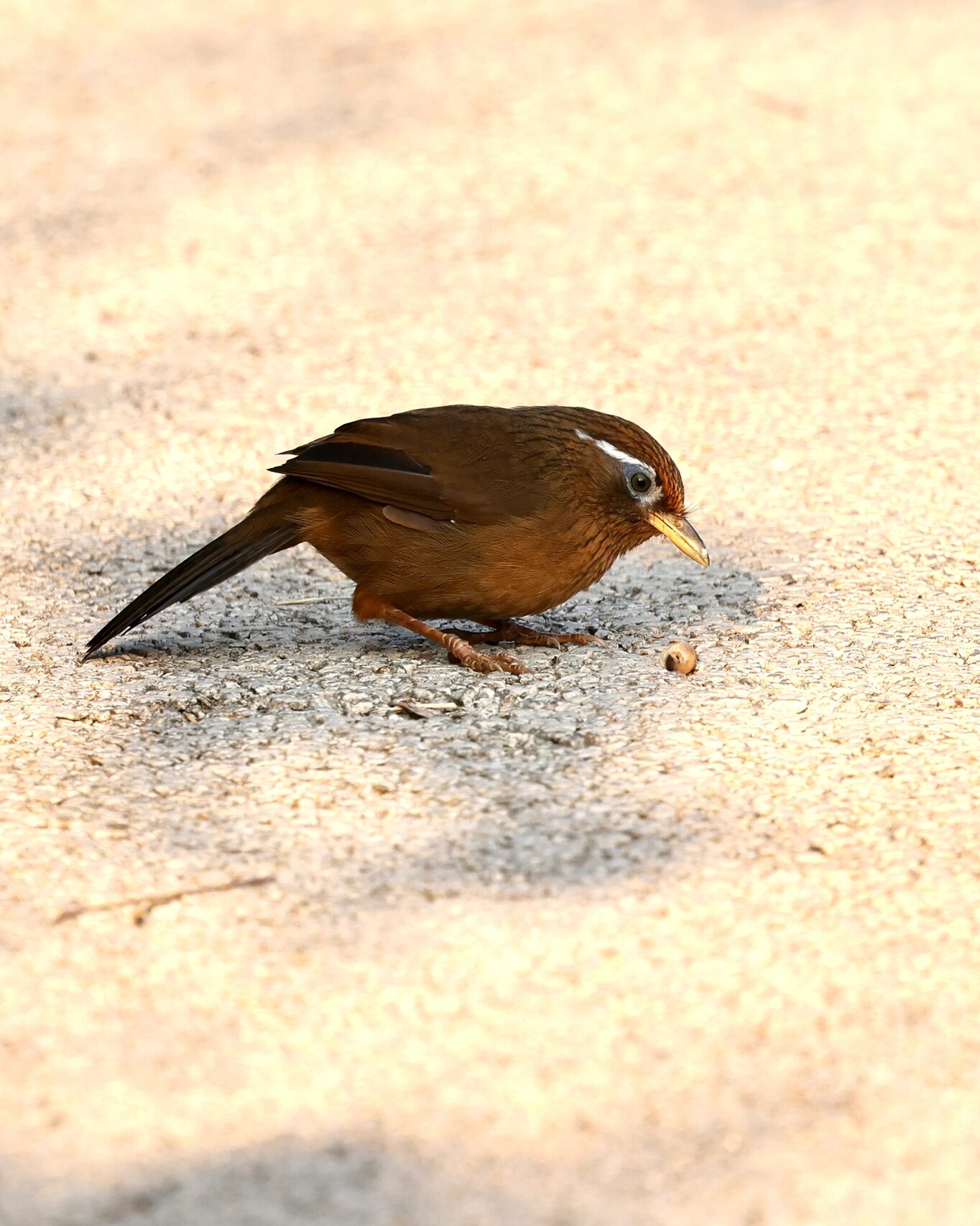 流溪河打鸟之画眉 一早走在流溪河绿道上,就看见这只小画眉在慢条斯理