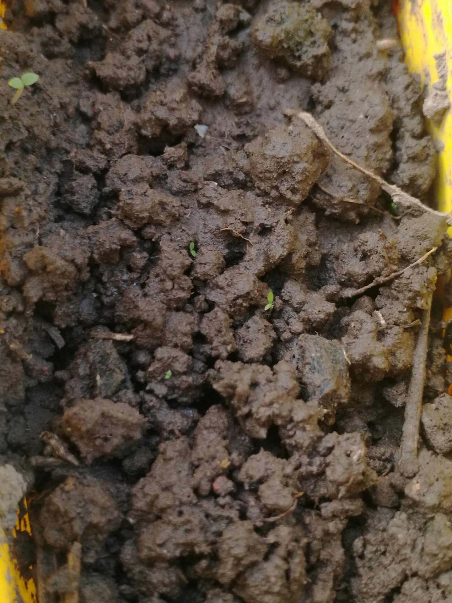 雏菊苗长这样嘛