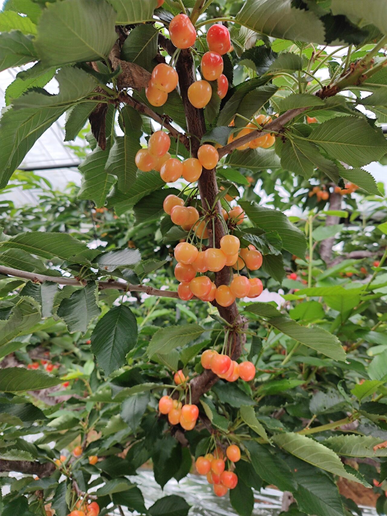 大连当地红南阳樱桃,国内最高端樱桃