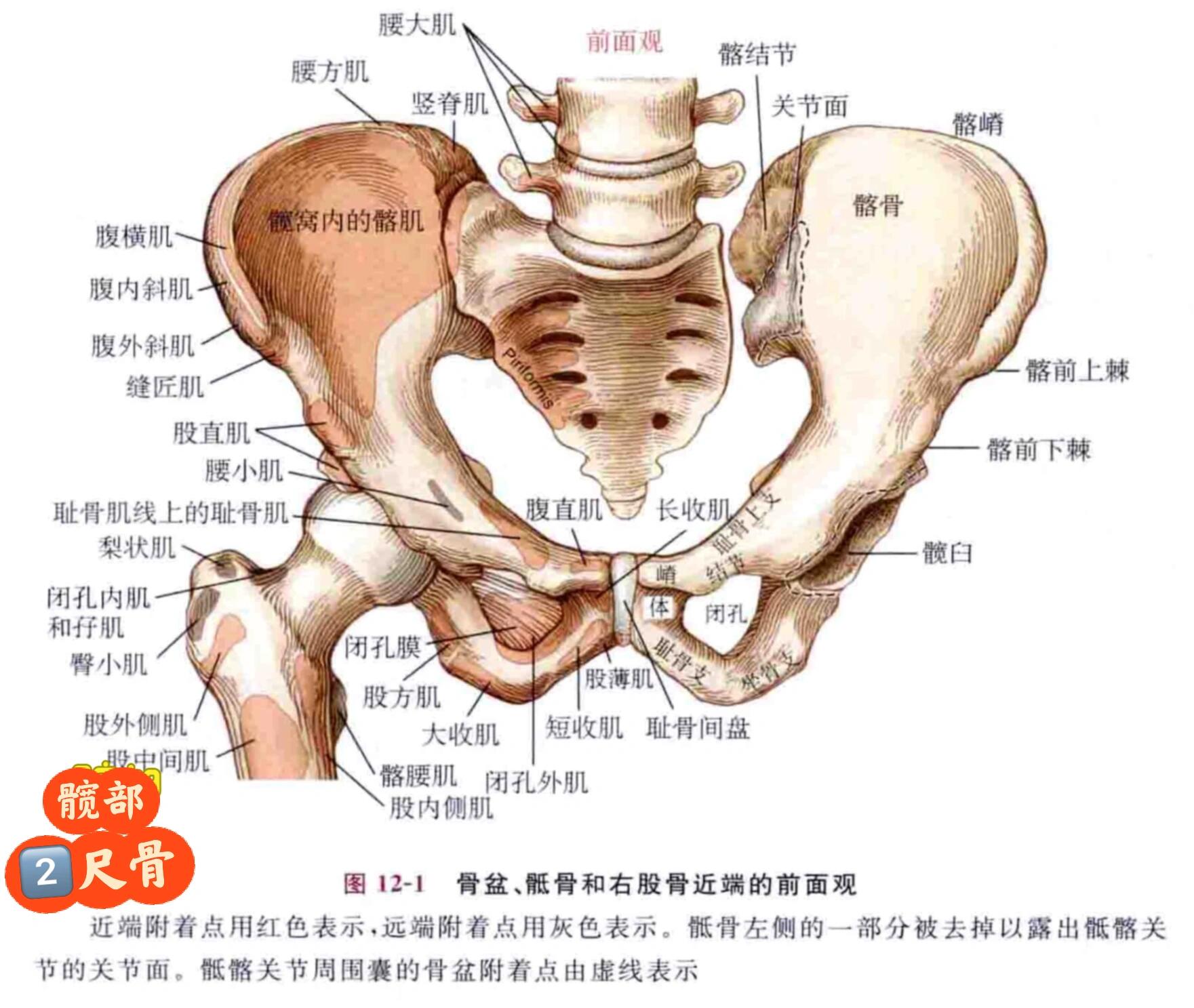 94功能解剖61髋部 26615耻骨73 94功能解剖61髋部 2