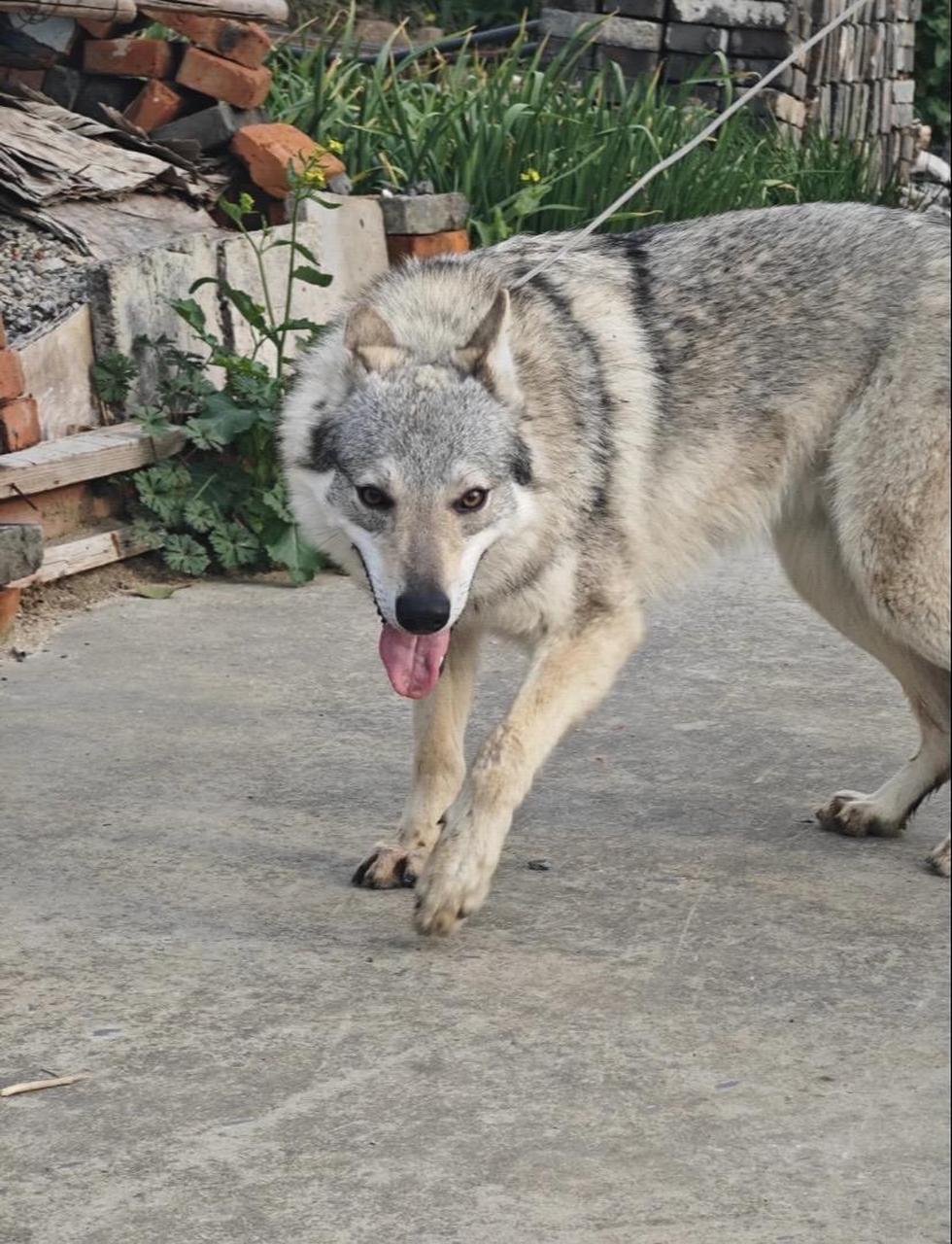 捷克狼犬一只图片