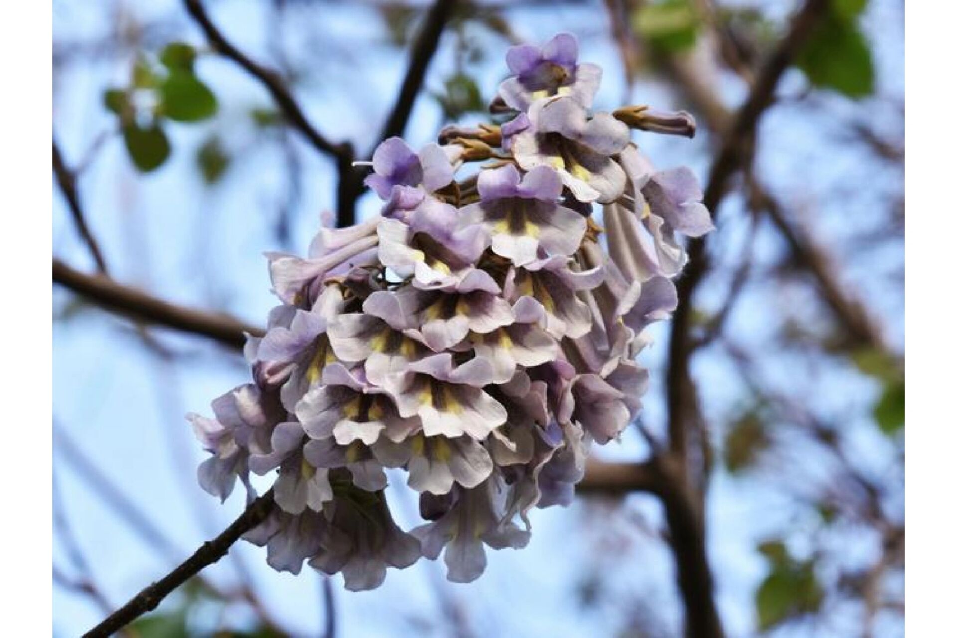 96花材:梧桐花,泡桐花 96梧桐花与泡桐花区别如下: 95