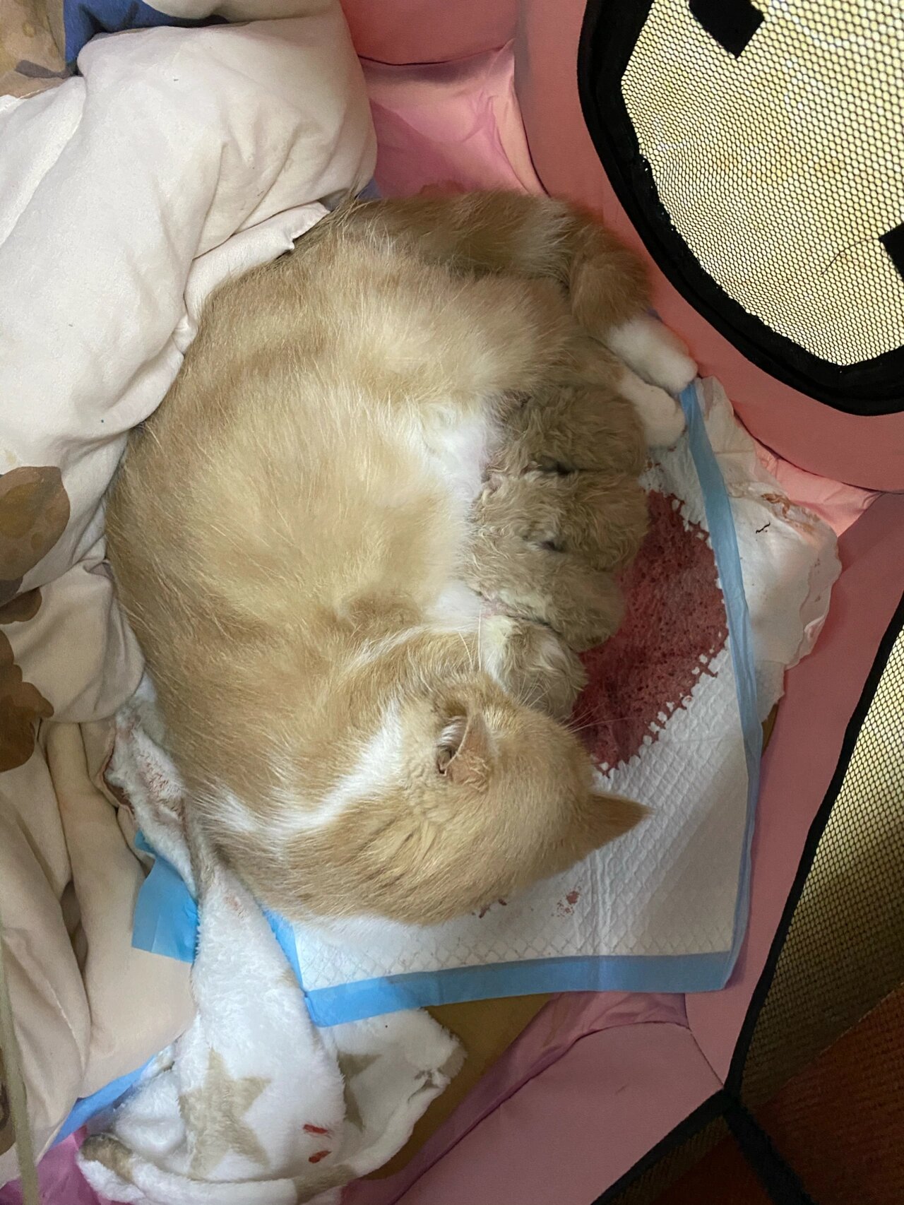 我家猫今天凌晨五点羊水破了,到十点钟才把第一只生出来,但是没有抢救