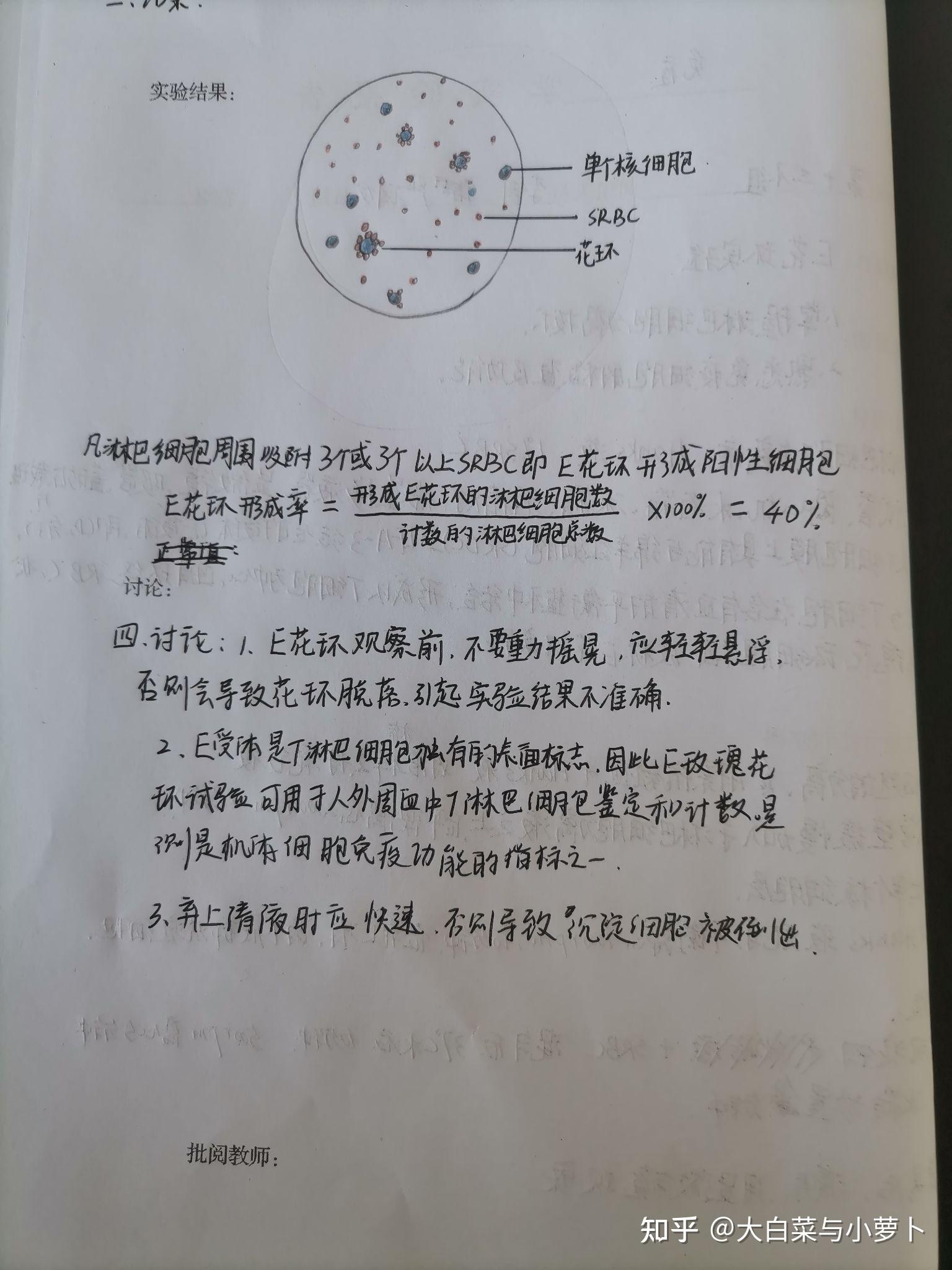 e花环实验红蓝铅笔图图片