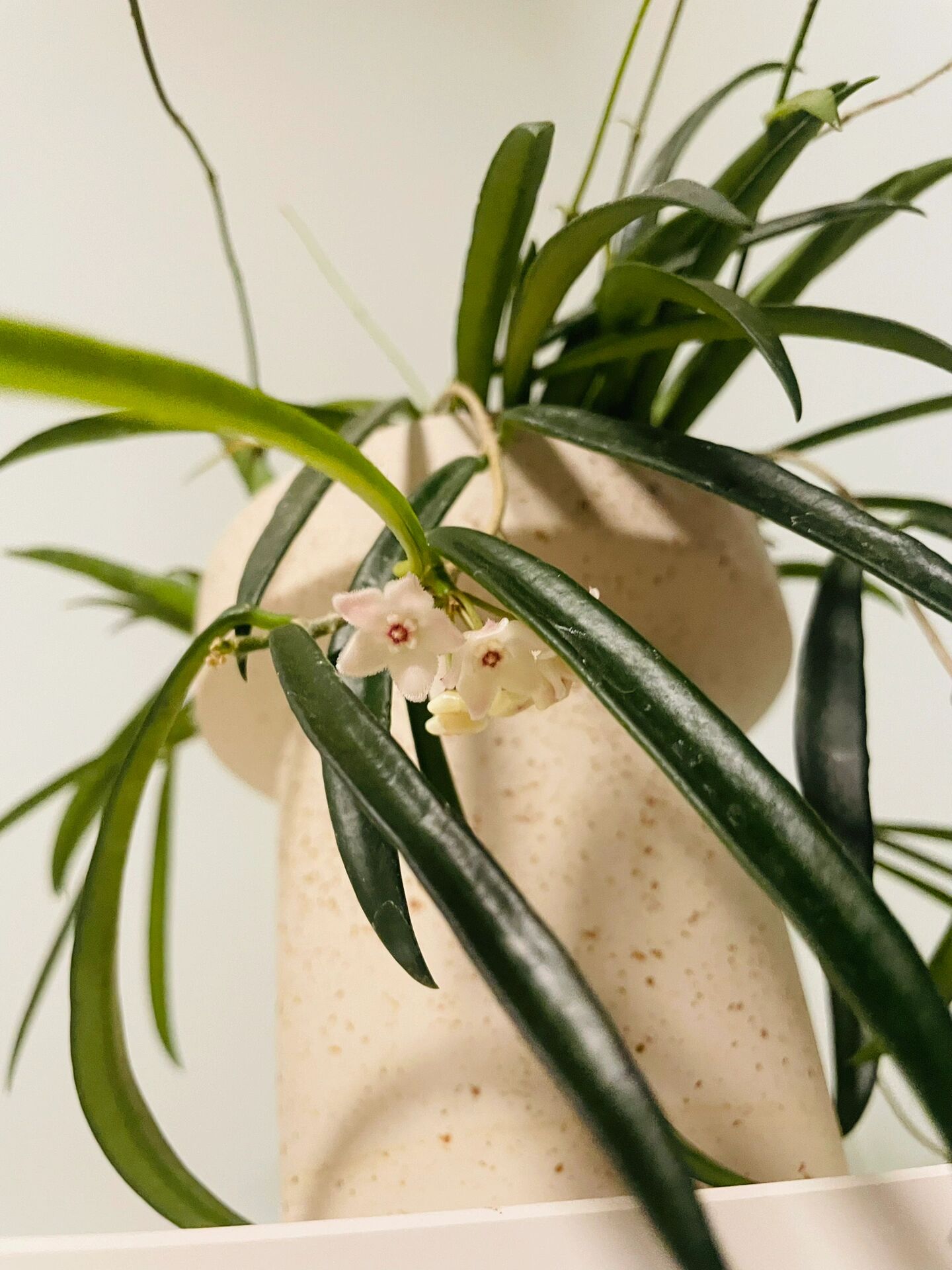 牧羊人球兰想开了 牧羊人球兰果然很爱开花 到家养了一个多月 居然