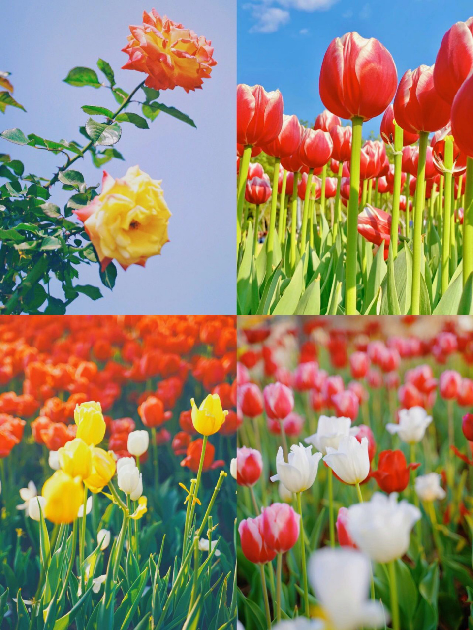 9717种花全市赏花攻略99   96春天又是赏花的季节!