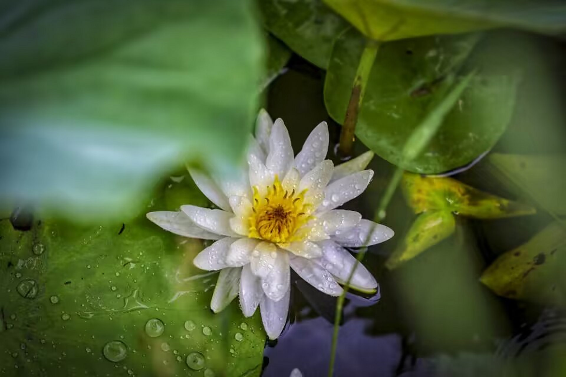 北京雨中的荷花有多美# 雨后的龙潭西湖公园里,荷花轻摇曼姿,娇艳