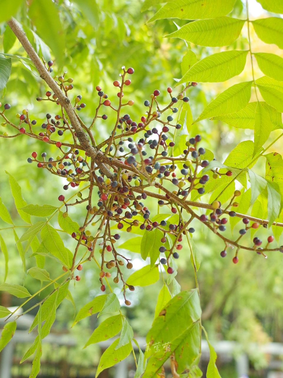 黄连木的果子 各种颜色一大把 看到白头鹎吃得很高兴,于是观察到了