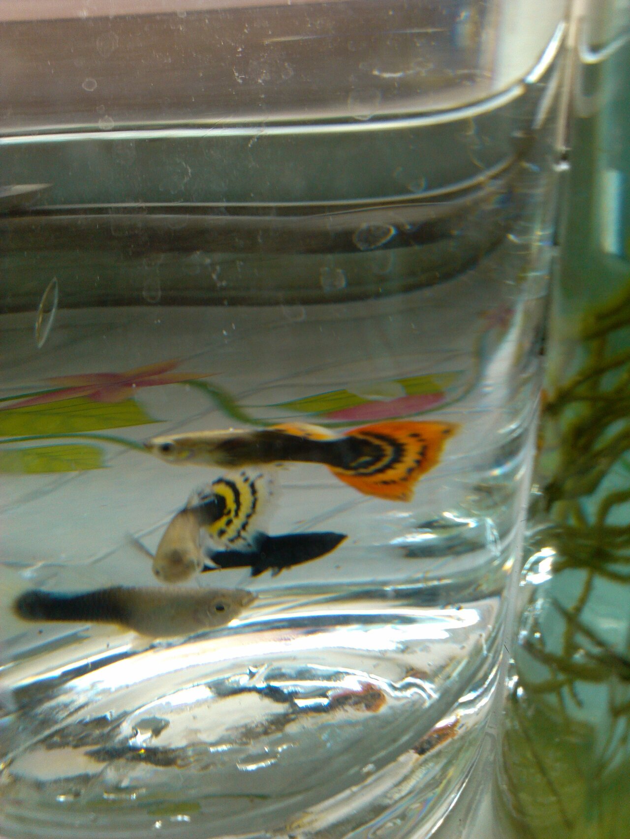 新手孔雀鱼,刚出生孔雀幼鱼的开口饲养方法