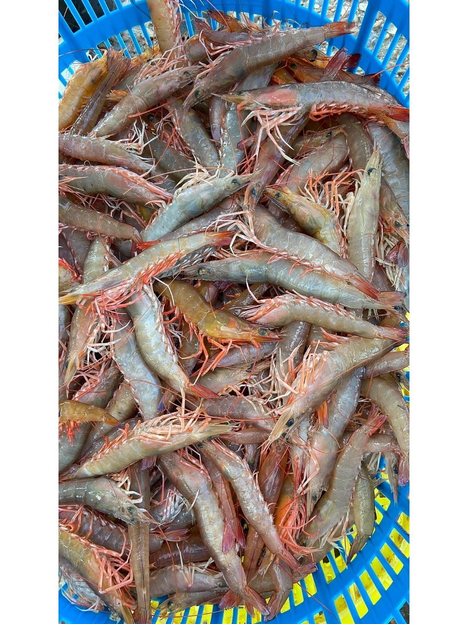 北海本地人最爱吃的野生麻虾 口感鲜甜脆口   刚刚回港的野生麻虾,只