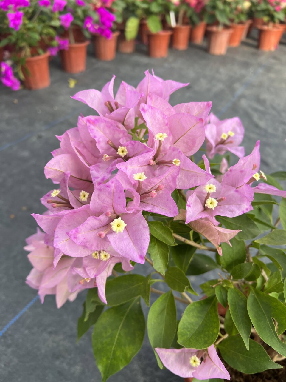 三角梅金夫人品种大花科勤花类单批花期4个 三角梅金夫人品种大花科勤