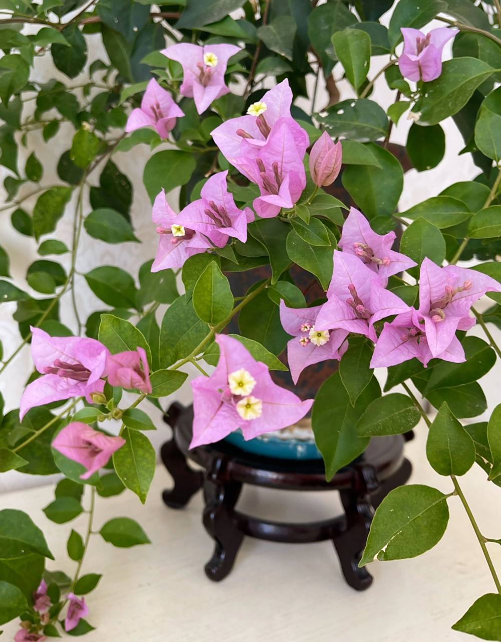 巴西紫三角梅 有一种美不矫情不做作,洒脱且随性,我想用来形容这个