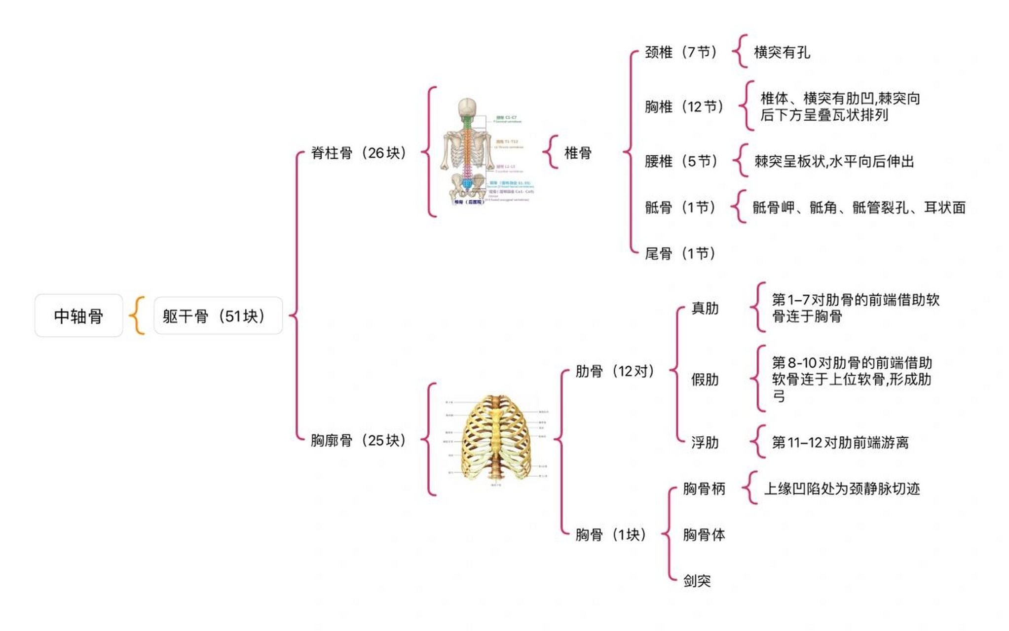 运动解剖骨骼篇 【躯干骨思维导图 图文】 为了这篇算是做了一下午的