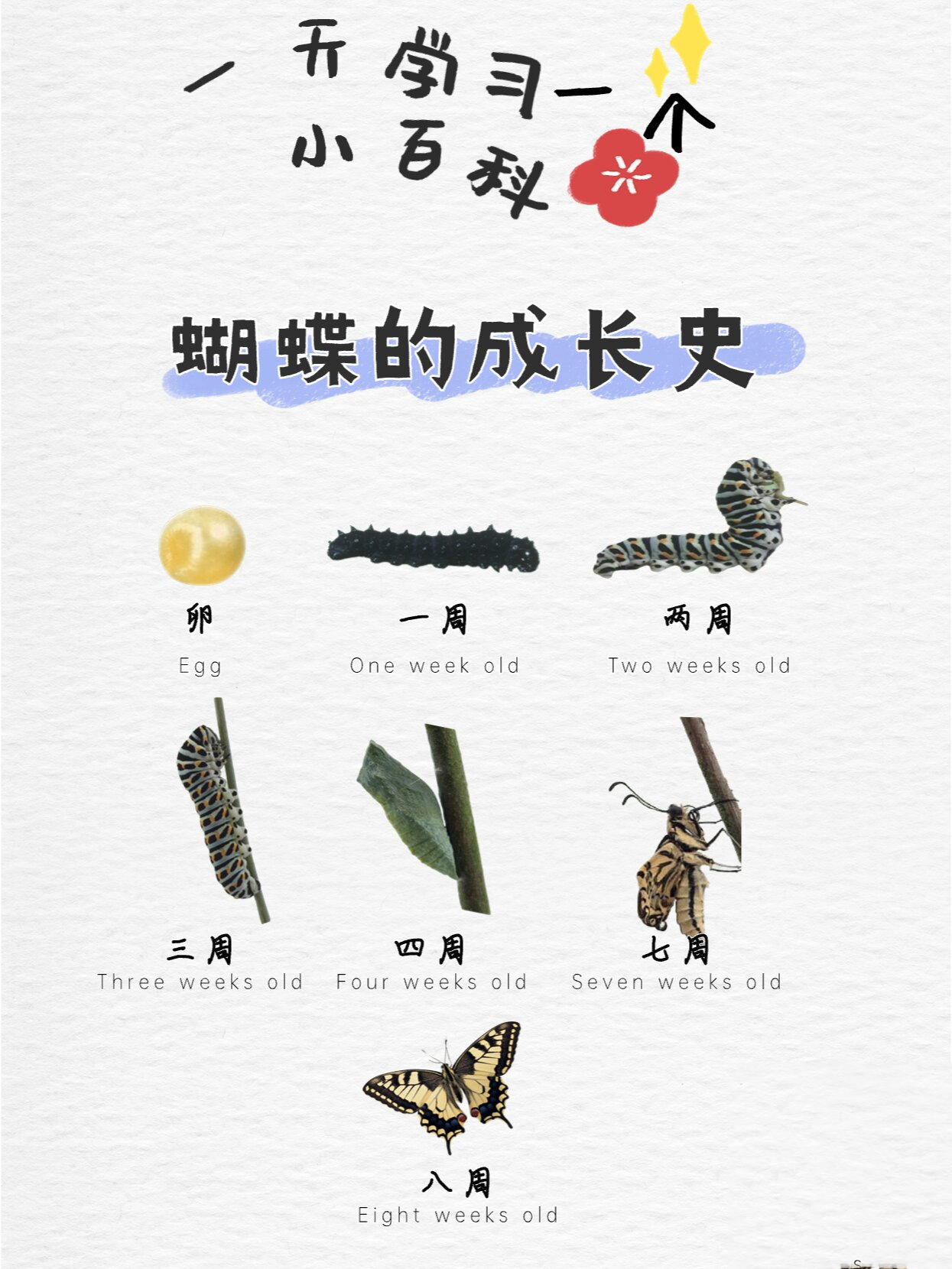 「小百科」给孩子们的蝴蝶成长史
