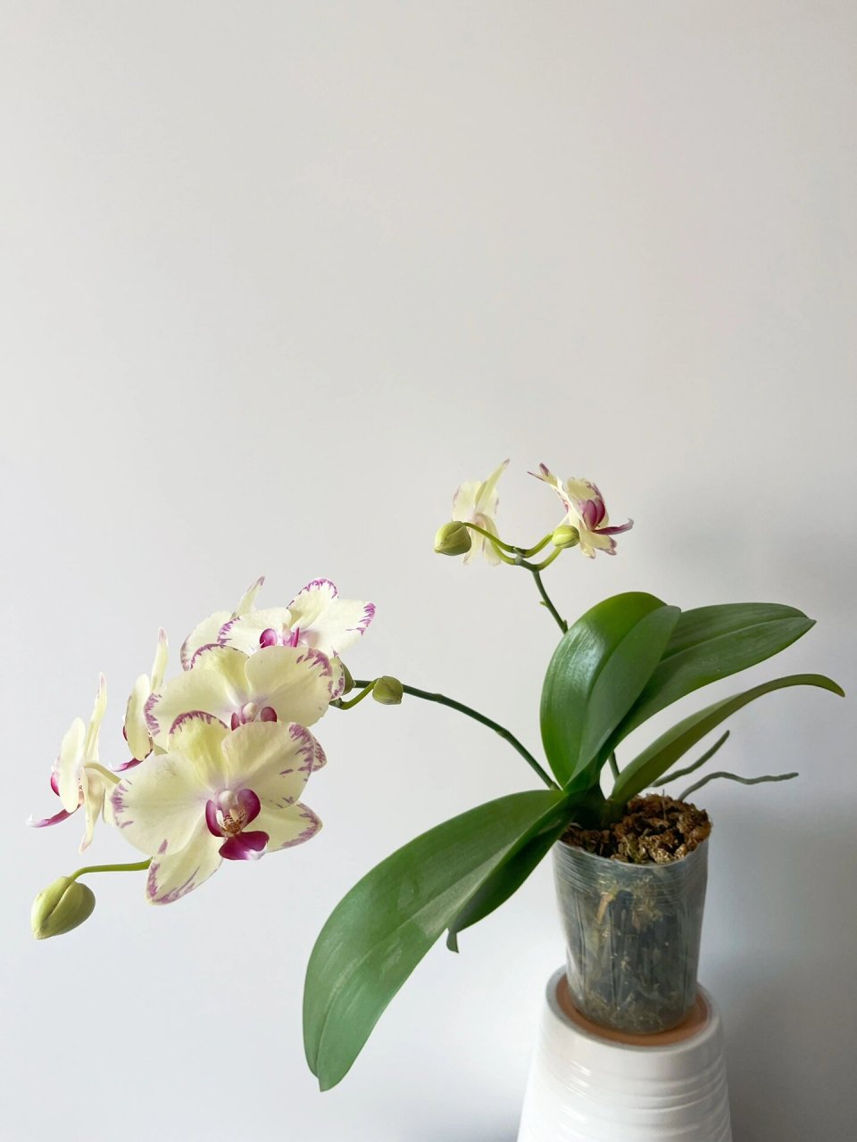 绿闪电蝴蝶兰,长得贼快,开花待机时间超长 绿闪电蝴蝶兰737373