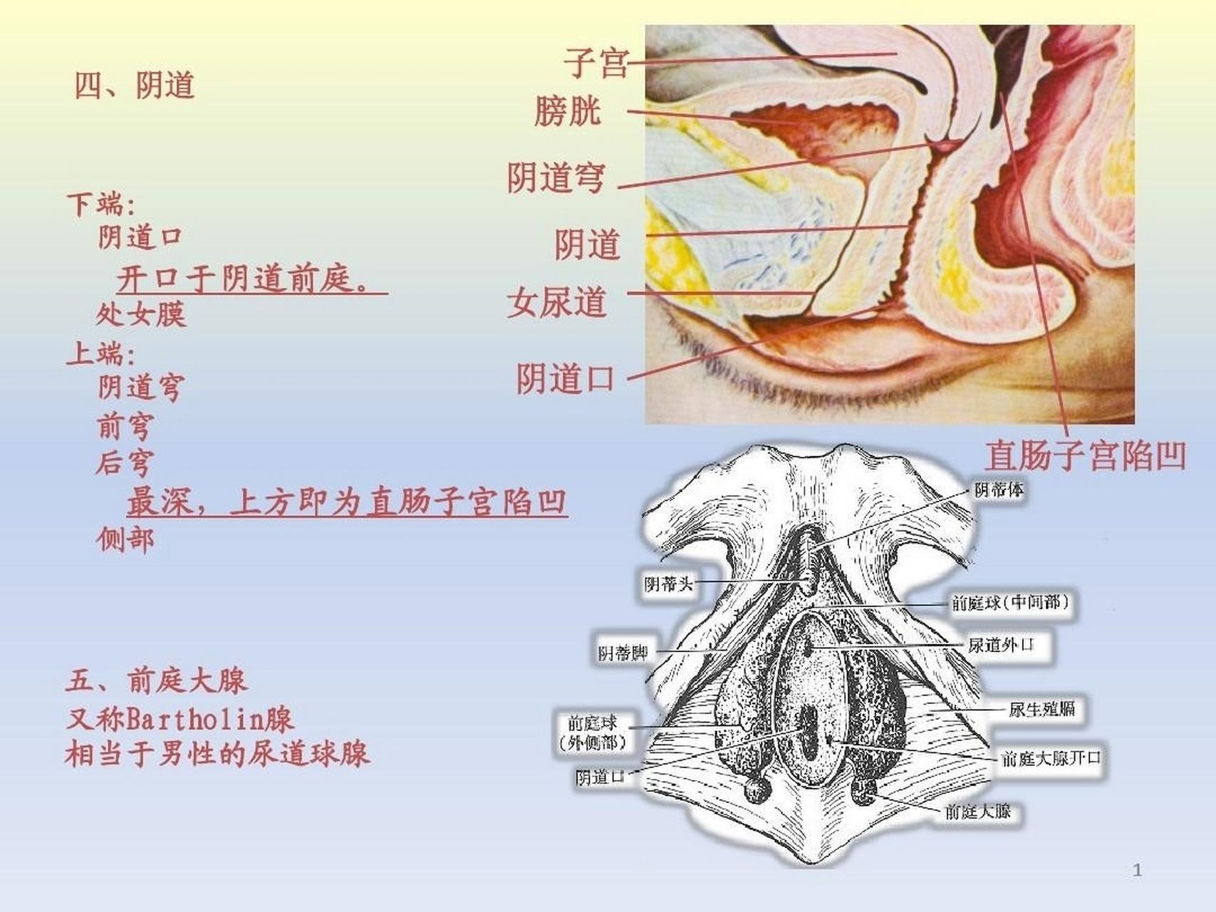 前庭大腺在哪个位置图片