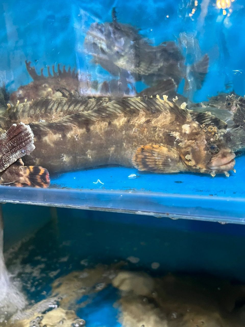 今天分享小姐鱼,确实比先生鱼好看17 它还很有营养价值,在中医方面