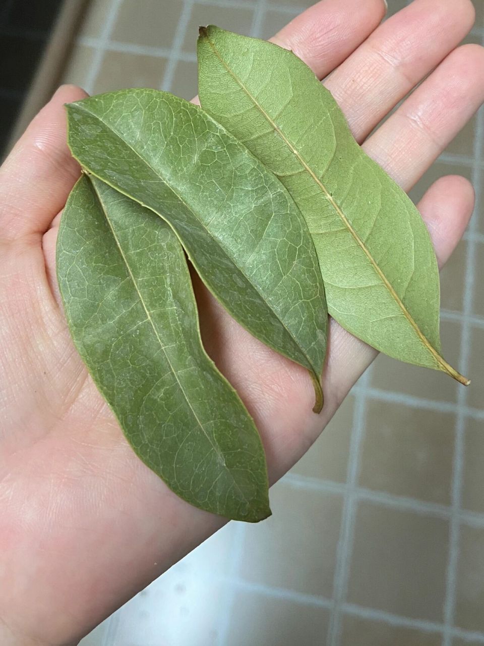 桂花叶子照片图片