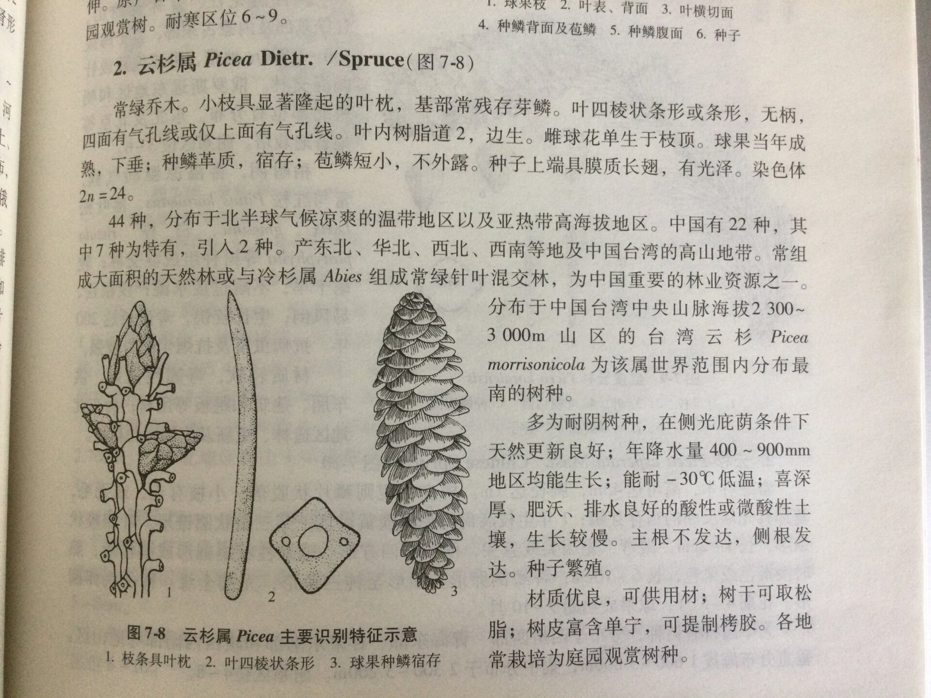 每天认识一种植物——云杉 🌲云杉,是常绿乔木,高可达45米,胸径达1