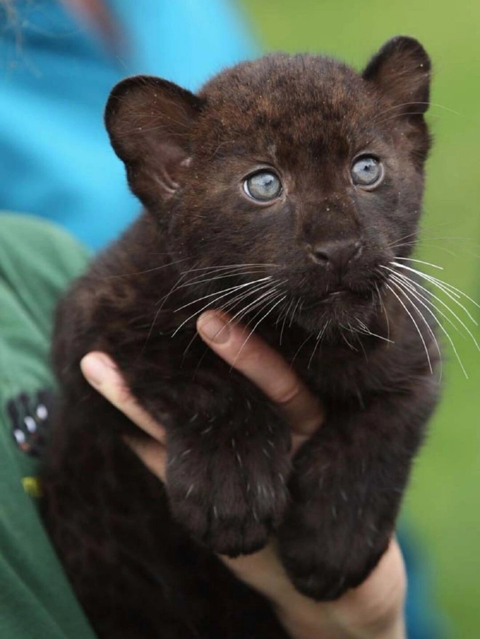 黑豹##动物#黑豹幼崽