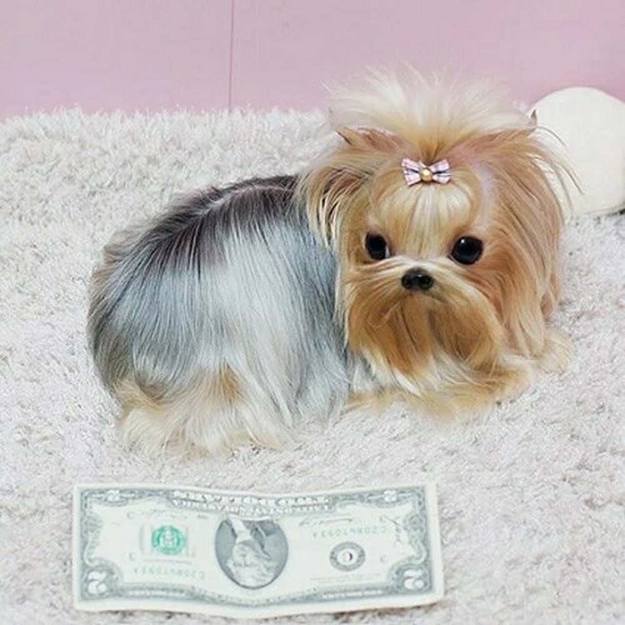 纯种约克夏幼犬金头银背纯金色约克夏梗超小体茶杯长毛狗家养狗狗