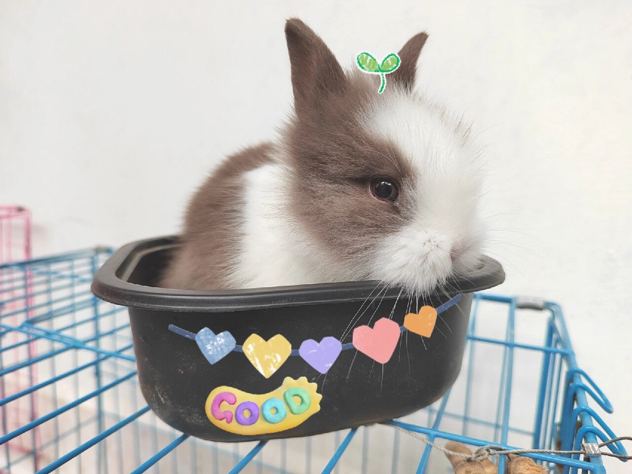 道奇猫猫兔能长多大? 新买的道奇兔,叫什么名字好呢?