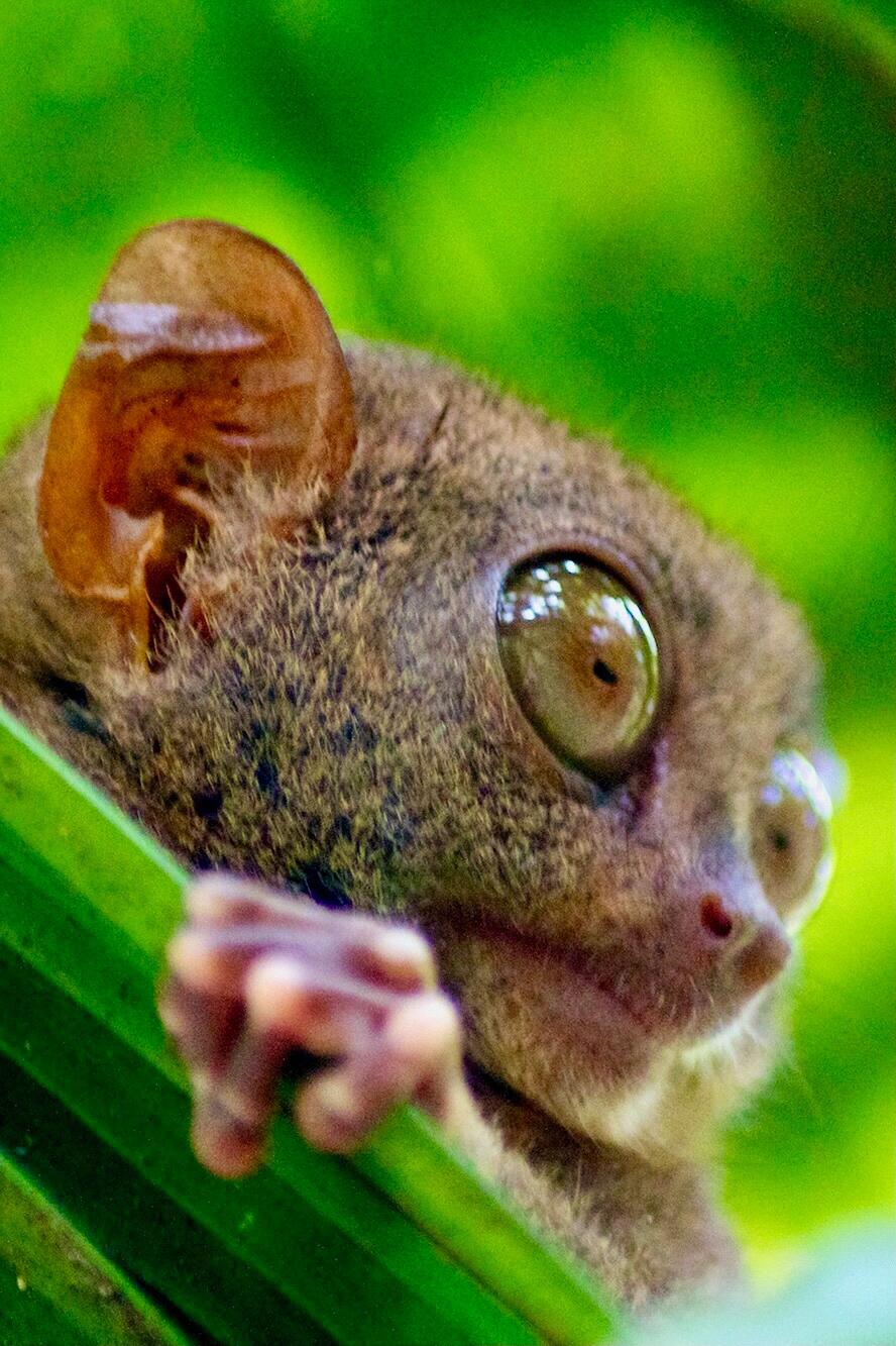 每天科普一种神奇动物66615|眼镜猴92