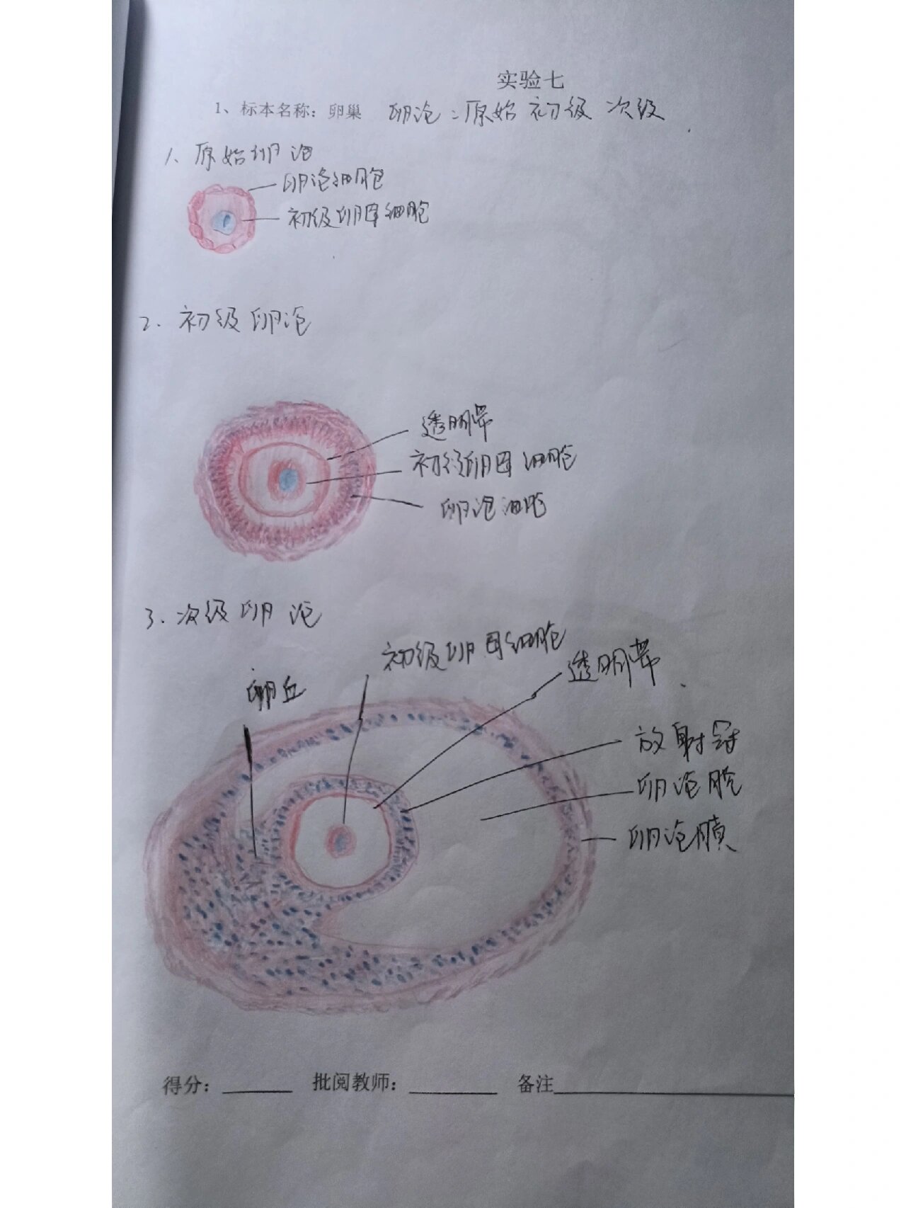原始丶初级丶次级卵泡红蓝铅笔绘图