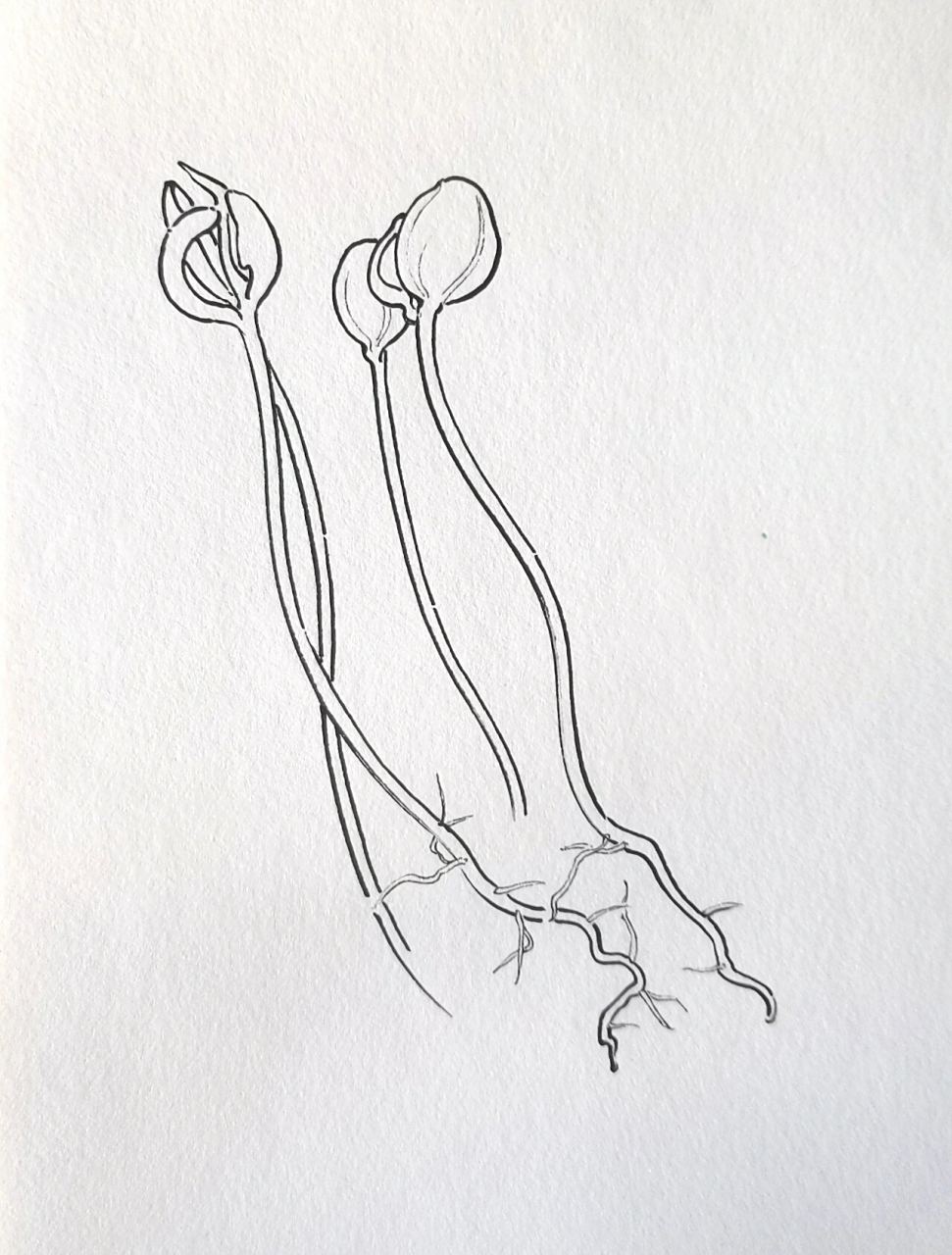 【线描过程图】教你画一组豆芽,附详细步骤 是生芽的黄豆,素材摆得很