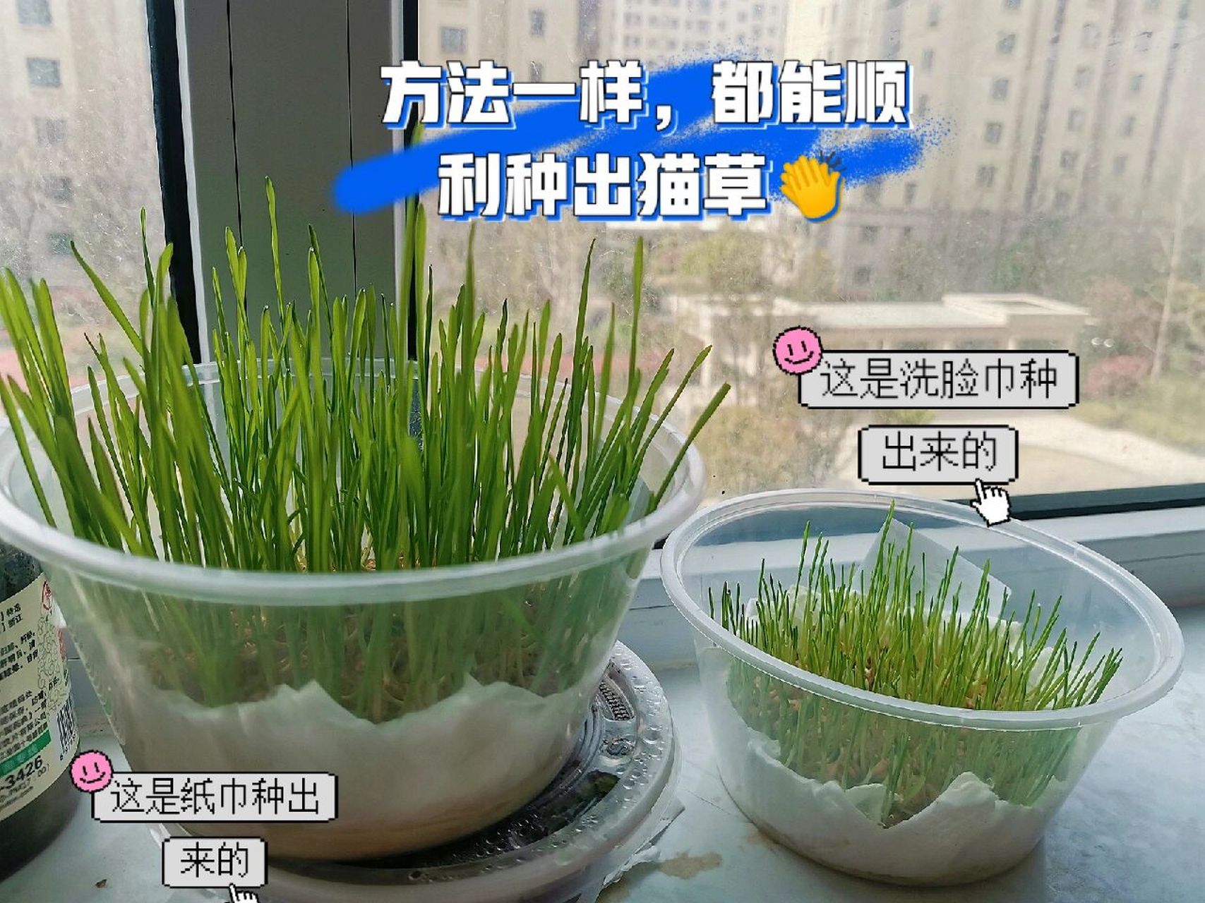 水培猫草教程来咯～ 1.