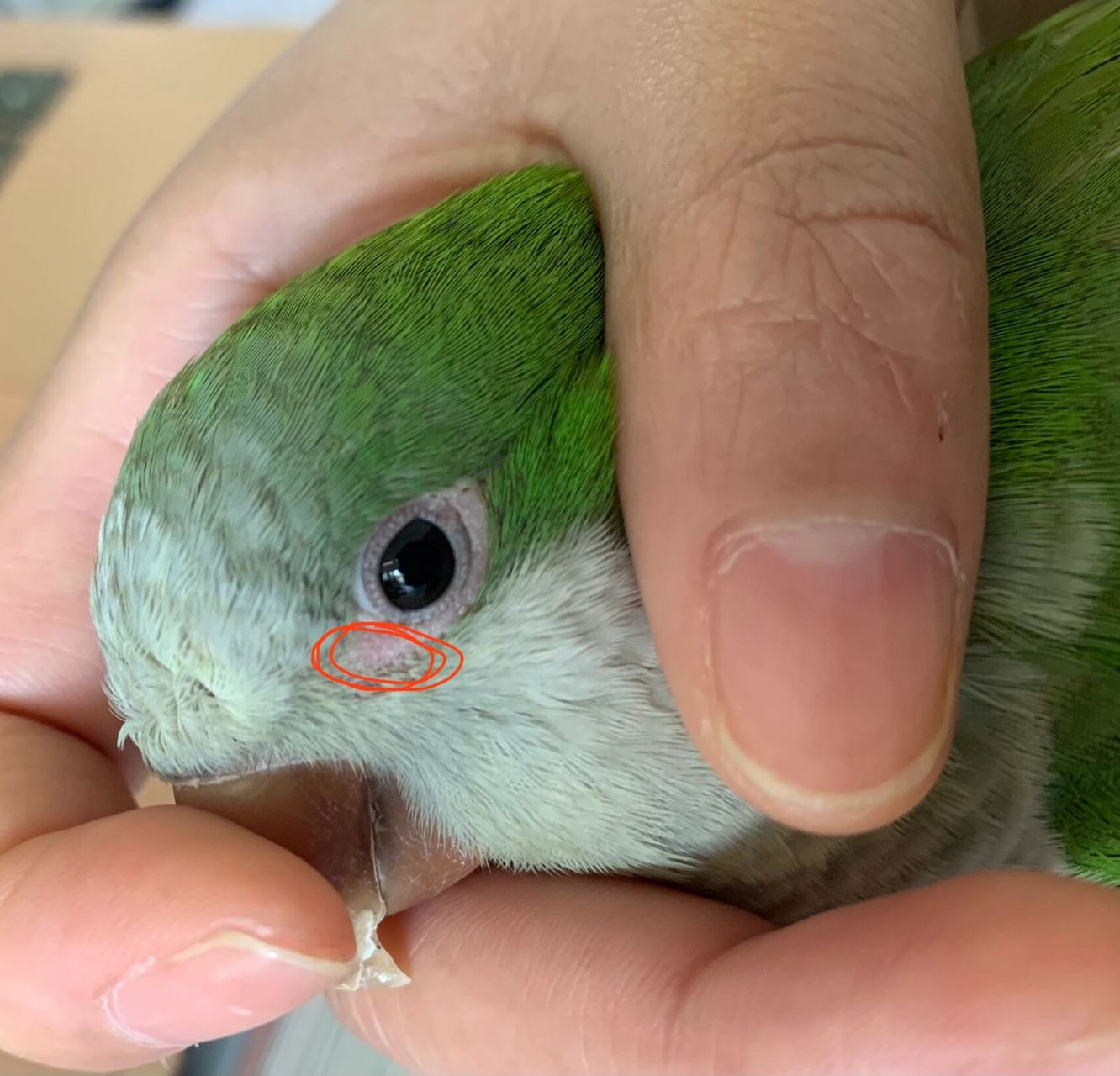 求助:鹦鹉眼圈发红 请问有没有人知道鹦鹉眼睛发红是怎么回事啊?
