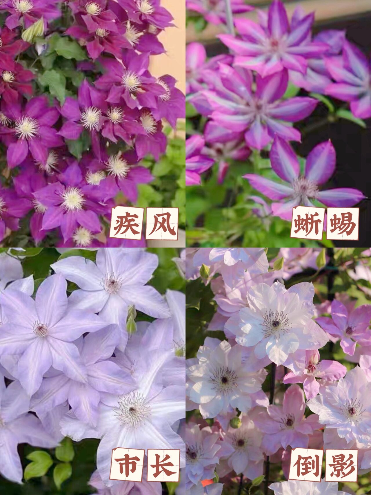 花园品种合集94|不会翻车的f系单瓣铁线莲97