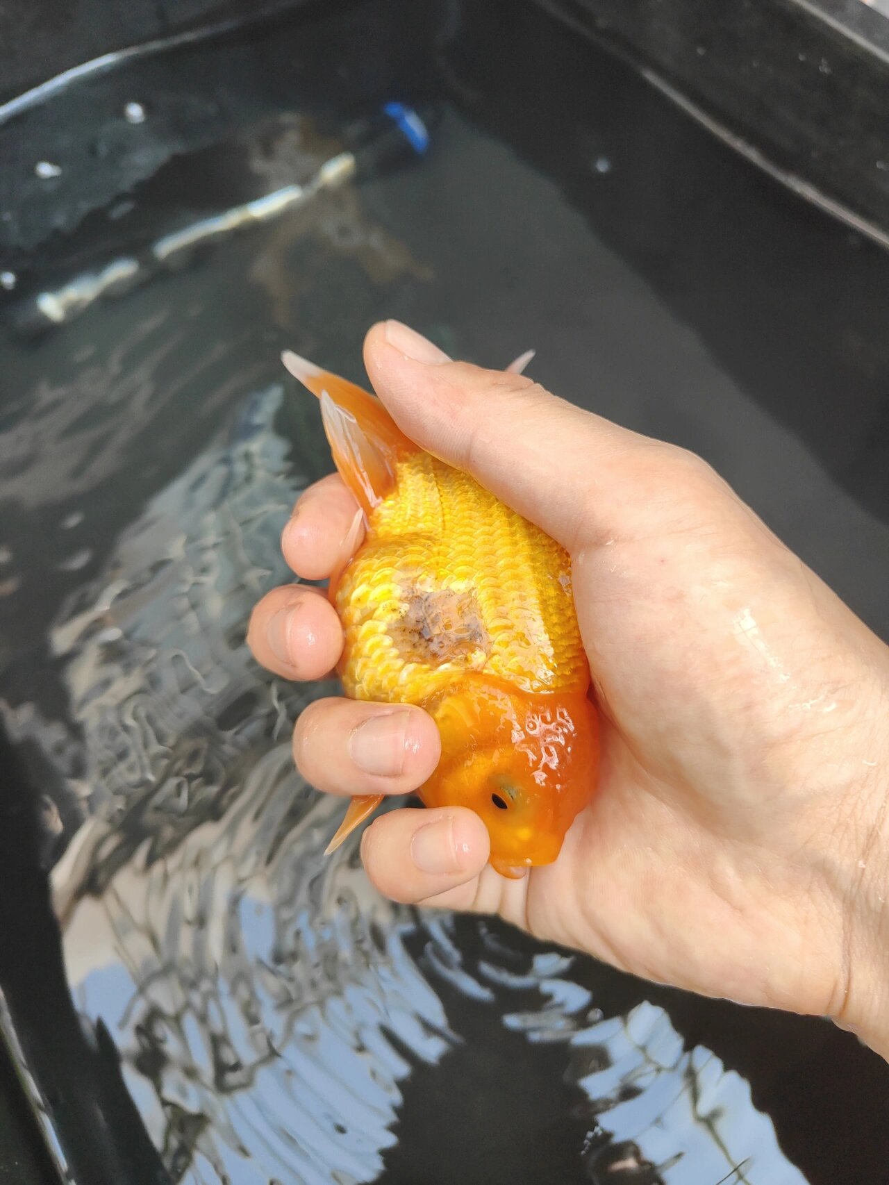 金鱼掉鳞了,白露伤不起啊