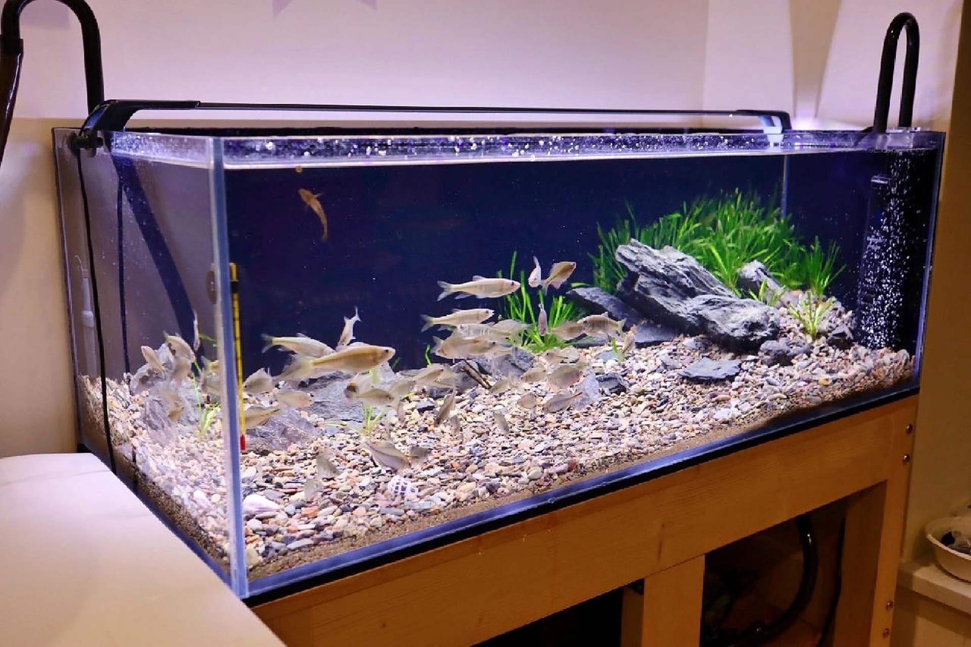 开缸造景|新手入坑溪流缸交作业 从入坑到现在断断续续倒腾了一个多月