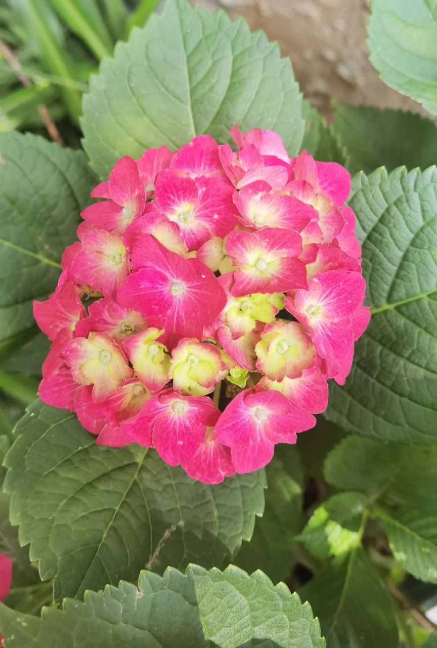 绣球 魔幻红宝石 魔幻红宝石应该是魔幻系列最普及的品种了,好买又