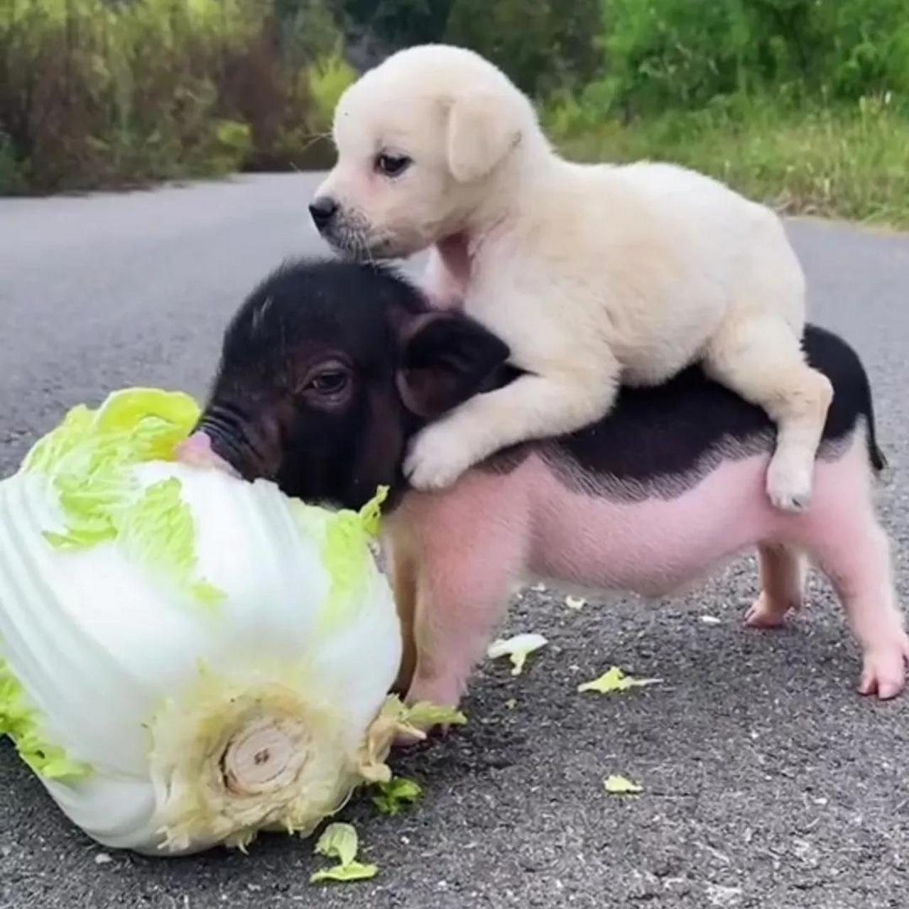 好白菜被猪给拱了萌宠 可爱 宠物 萌宠温情时刻 狗