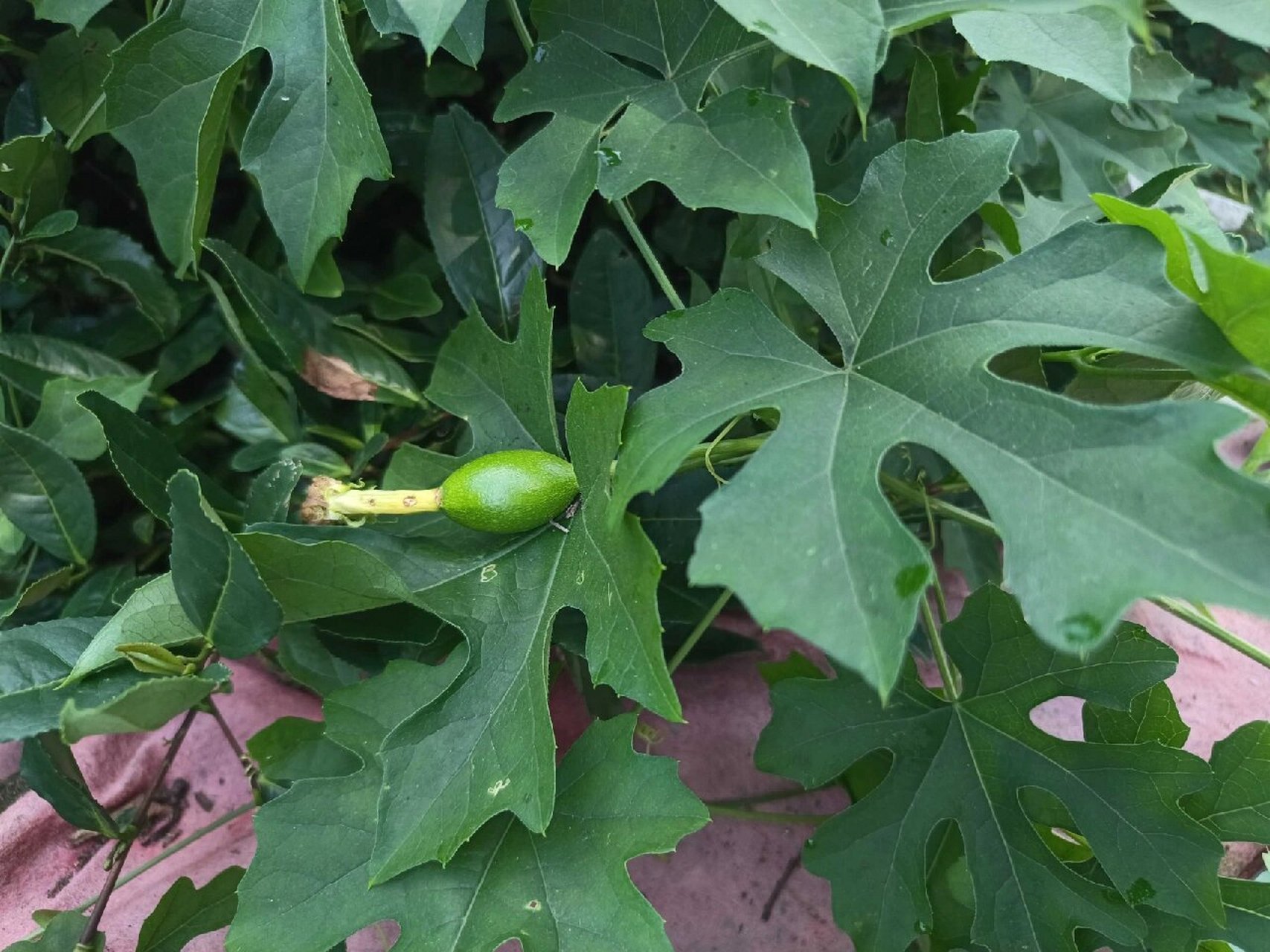 植物小科普～栝(guā)楼(lóu) 别 名:天瓜,天花粉,括楼,瓜楼,瓜蒌,药