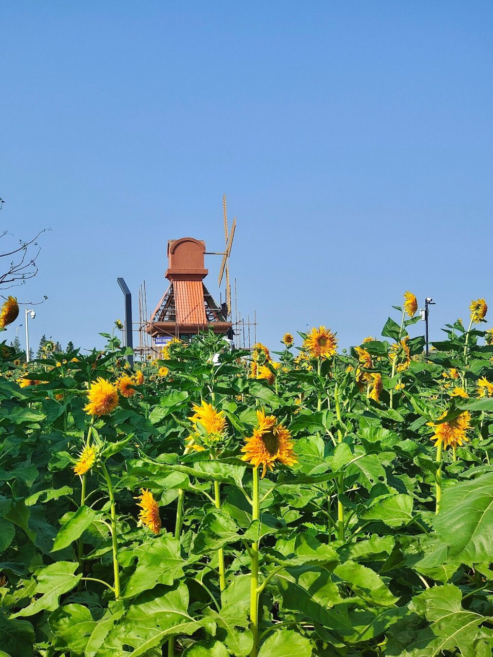 周末绍兴周边游,闯入浪漫的向日葵97花海 上虞区杭州湾海上花田景区