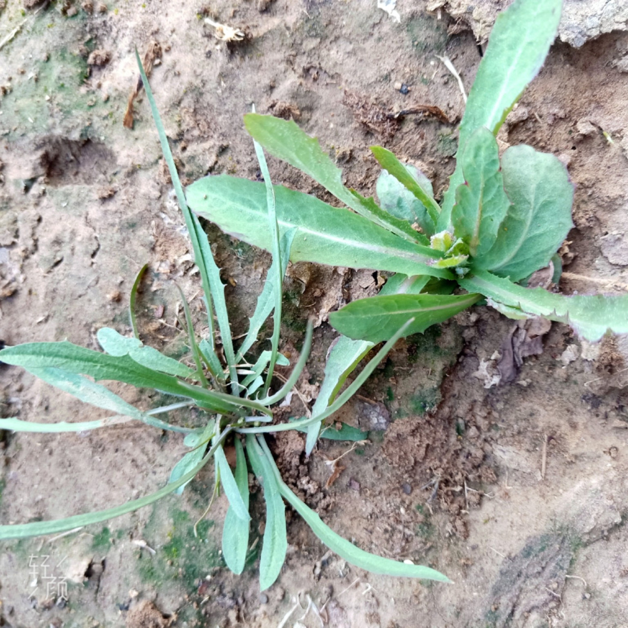 曲曲菜(苣荬菜) 苣荬菜(qǔ mǎi cài)苣荬菜是一种多年生草本植物
