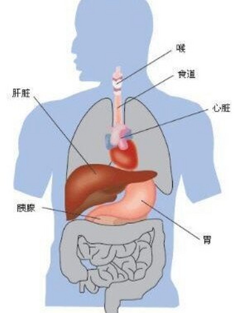 肝在身体左边还是右边图片