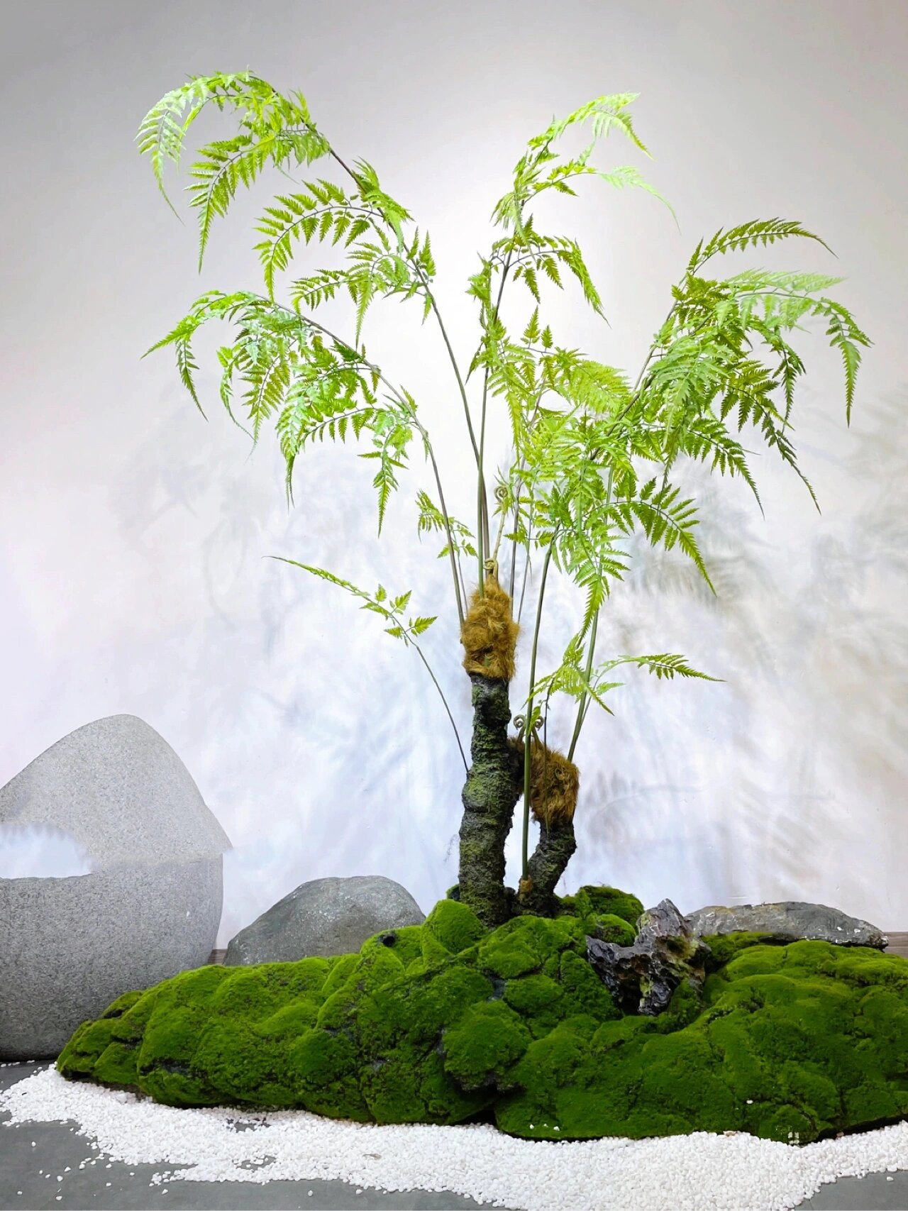 猴头蕨|庭院小景营造