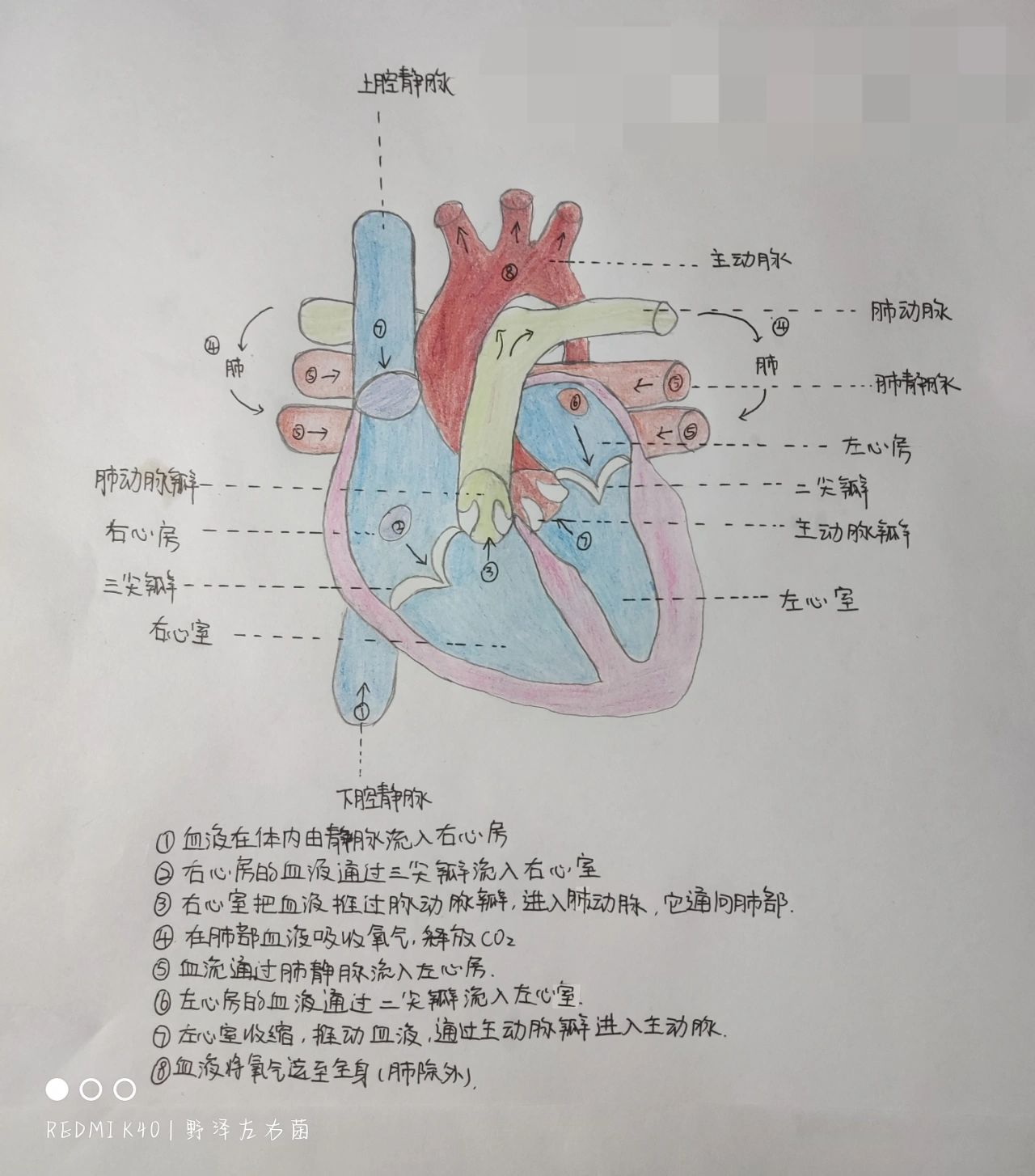 心脏手绘解剖图