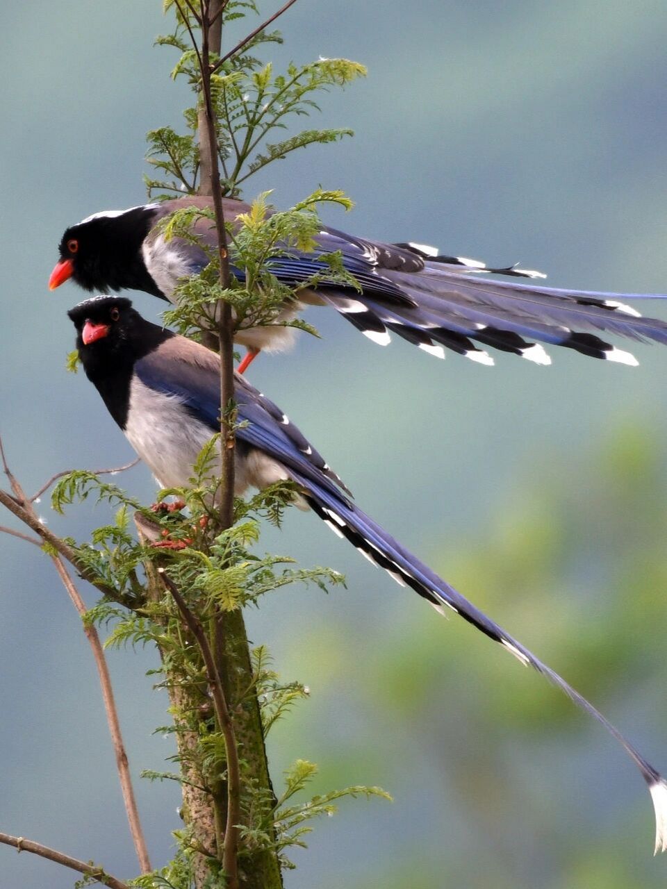22 | 鸟类 | 红嘴蓝鹊 雀形目/鸦科/蓝鹊属 形态特征: 红嘴蓝鹊是一种