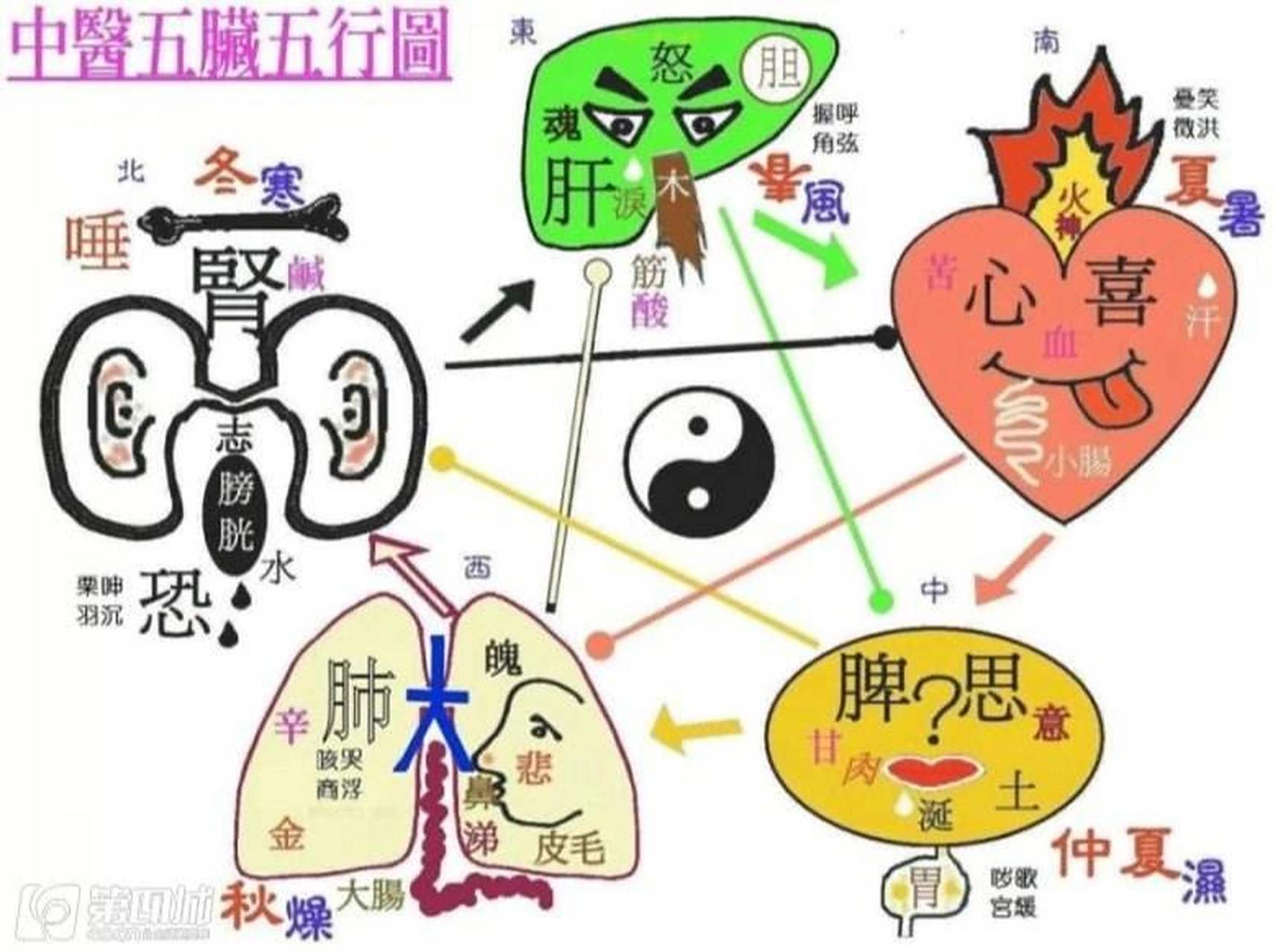 一张图搞定脏腑与五行对应联系