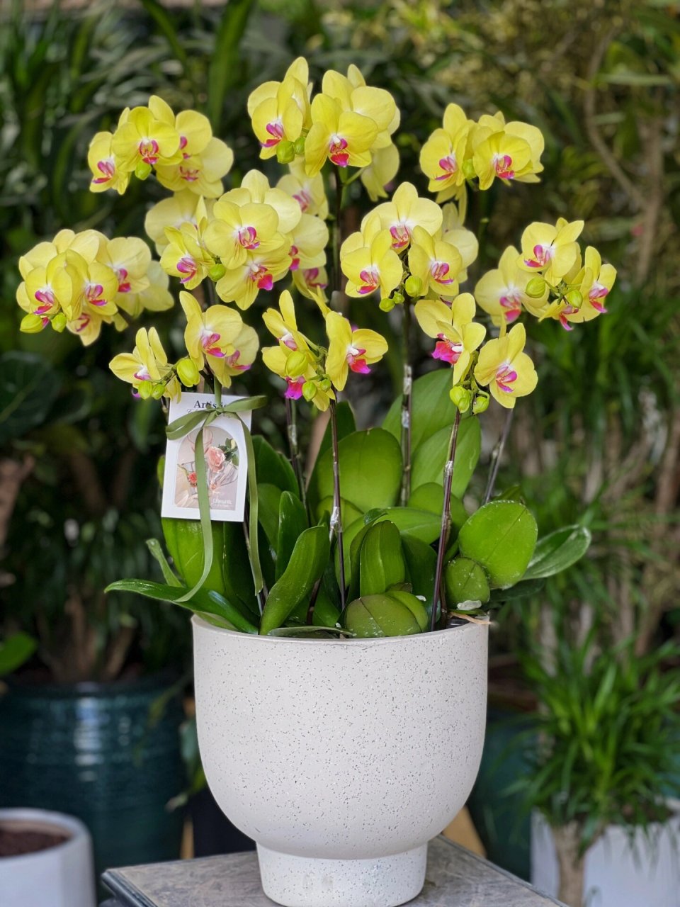 富乐夕阳 学名蝴蝶兰-富乐夕阳科属:兰科 蝴蝶兰属 开花季节:全年均可