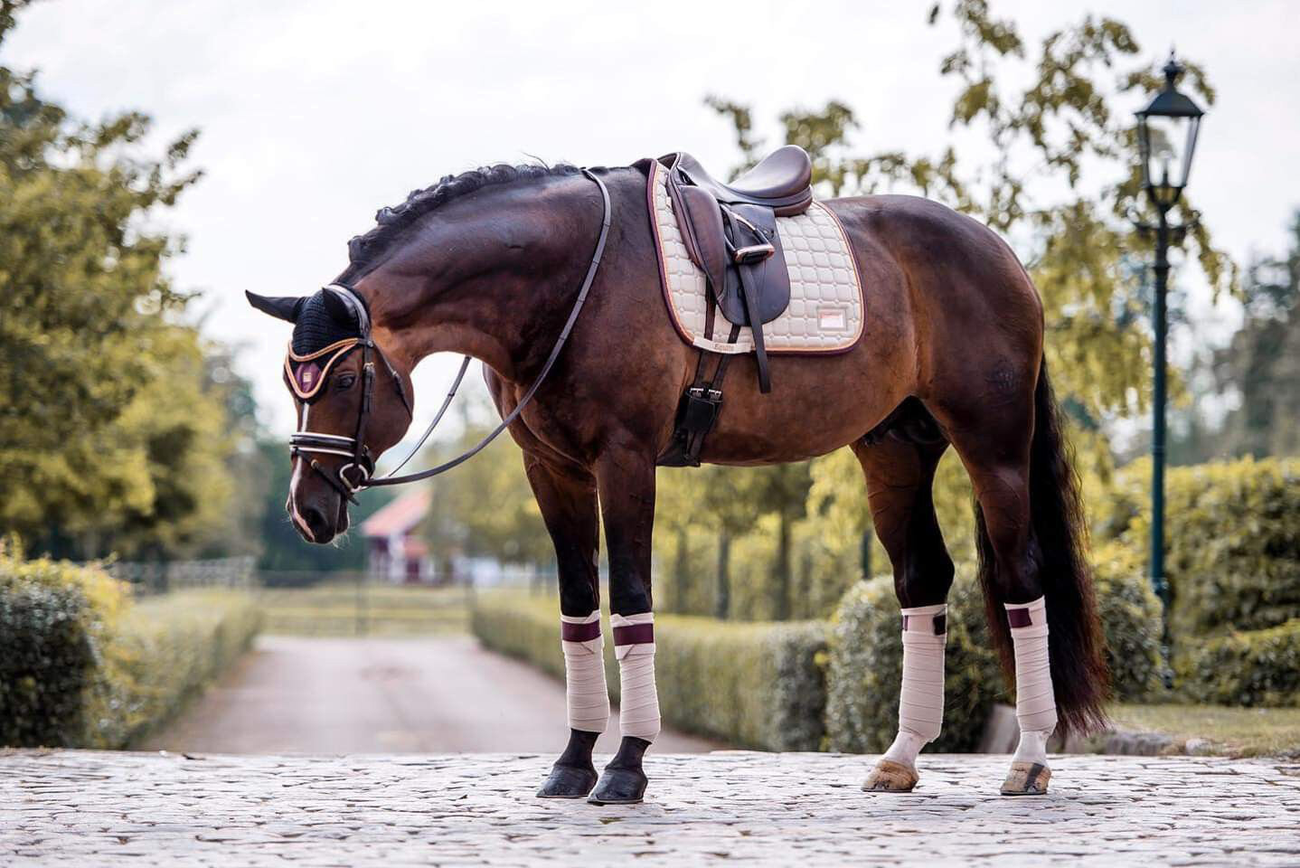 世界顶尖障碍马-德国霍士丹马,我的最爱 德国的霍士丹马holsteiner,原